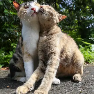 くっつきすぎるネコ　　tzkrsatoruさん