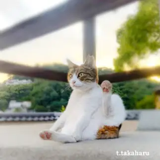 足を使って招き猫になりすぎるネコ　　t.takaharuさん