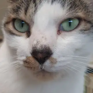 鼻水もしたたるいい男すぎるネコ　　猫大好きおばはんさん