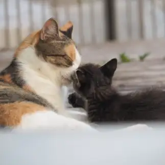 ママが好きすぎるネコ　　黒猫カレンさん