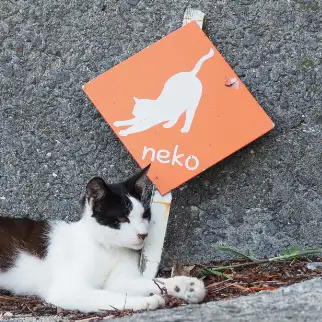 自分が猫とアピールしすぎるネコ　　さくらのパパさん