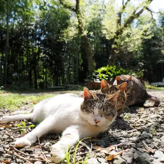 ニャグザイルすぎるネコ　　ねこぬまかくさん