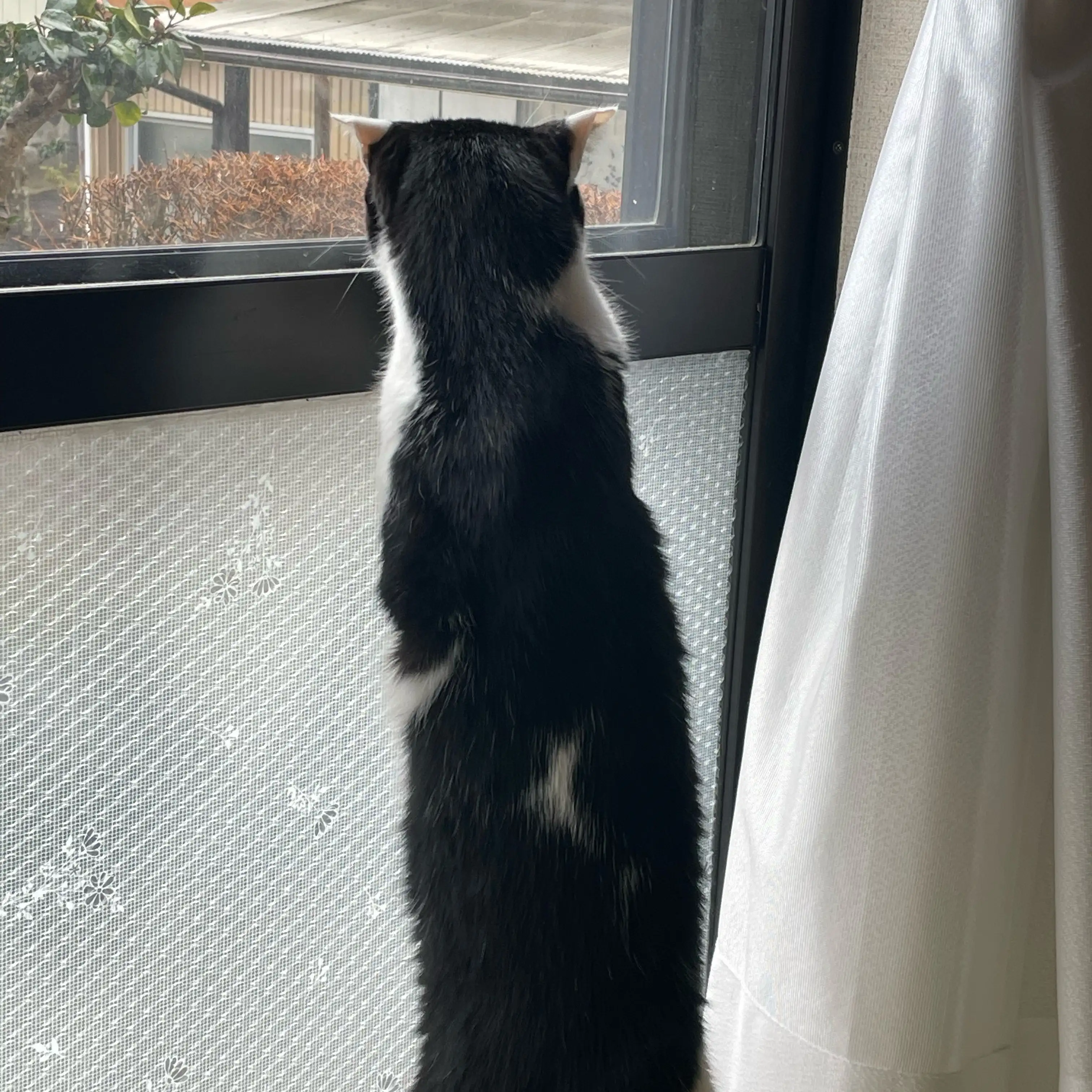 待って！行かないですぎるネコ　　むっちゃんさん