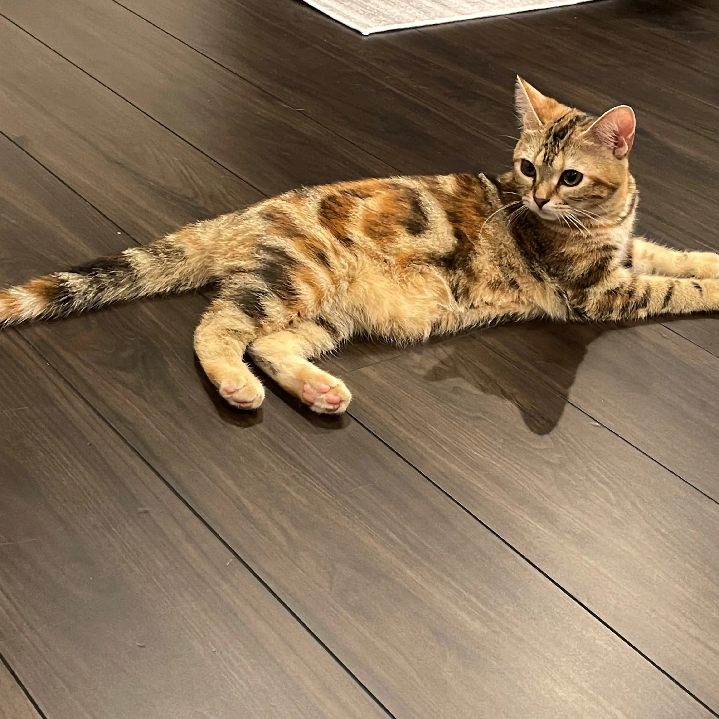 体ひねりすぎるネコ　　ミルクティーさん