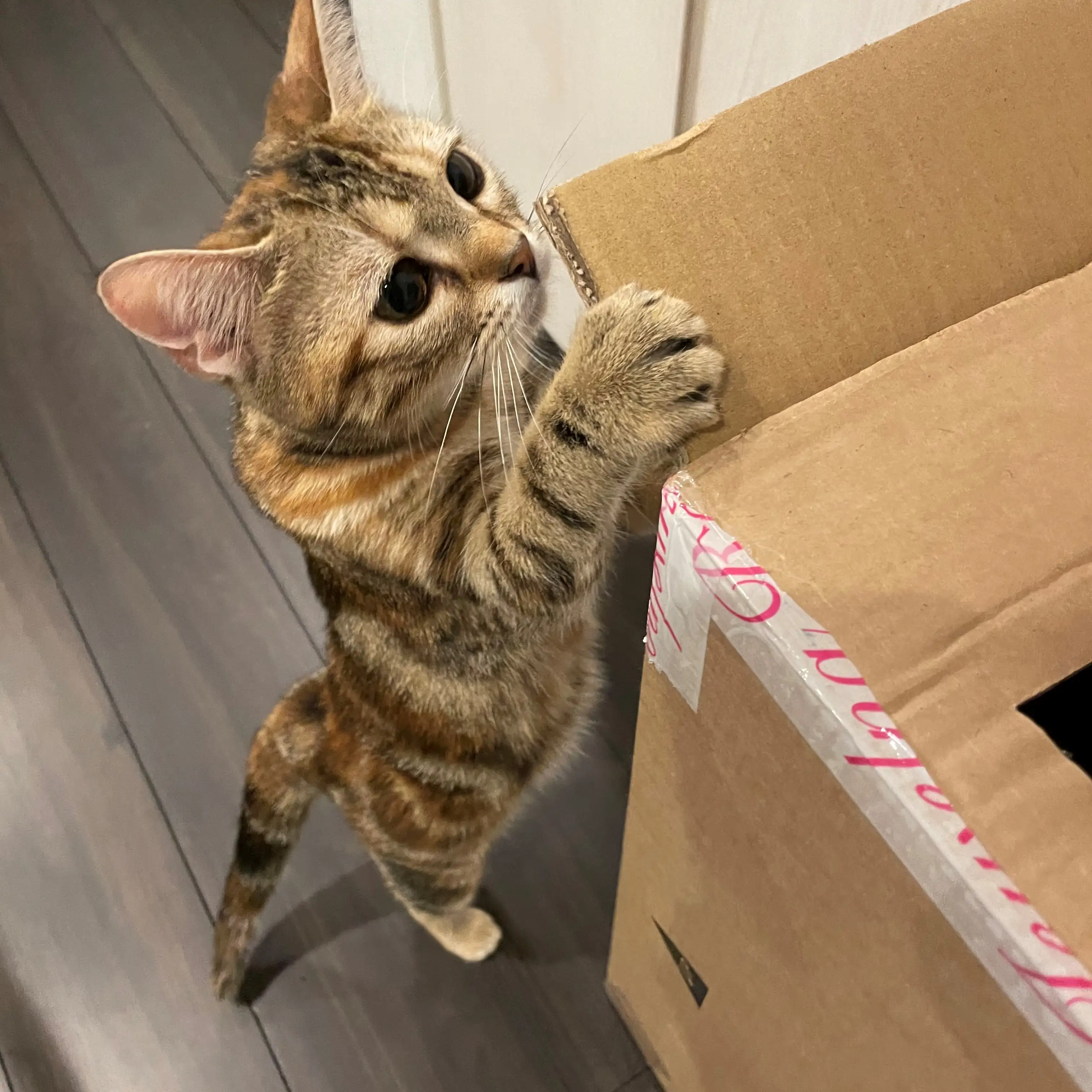 ダンボールに入りたすぎるネコ　　ミルクティーさん