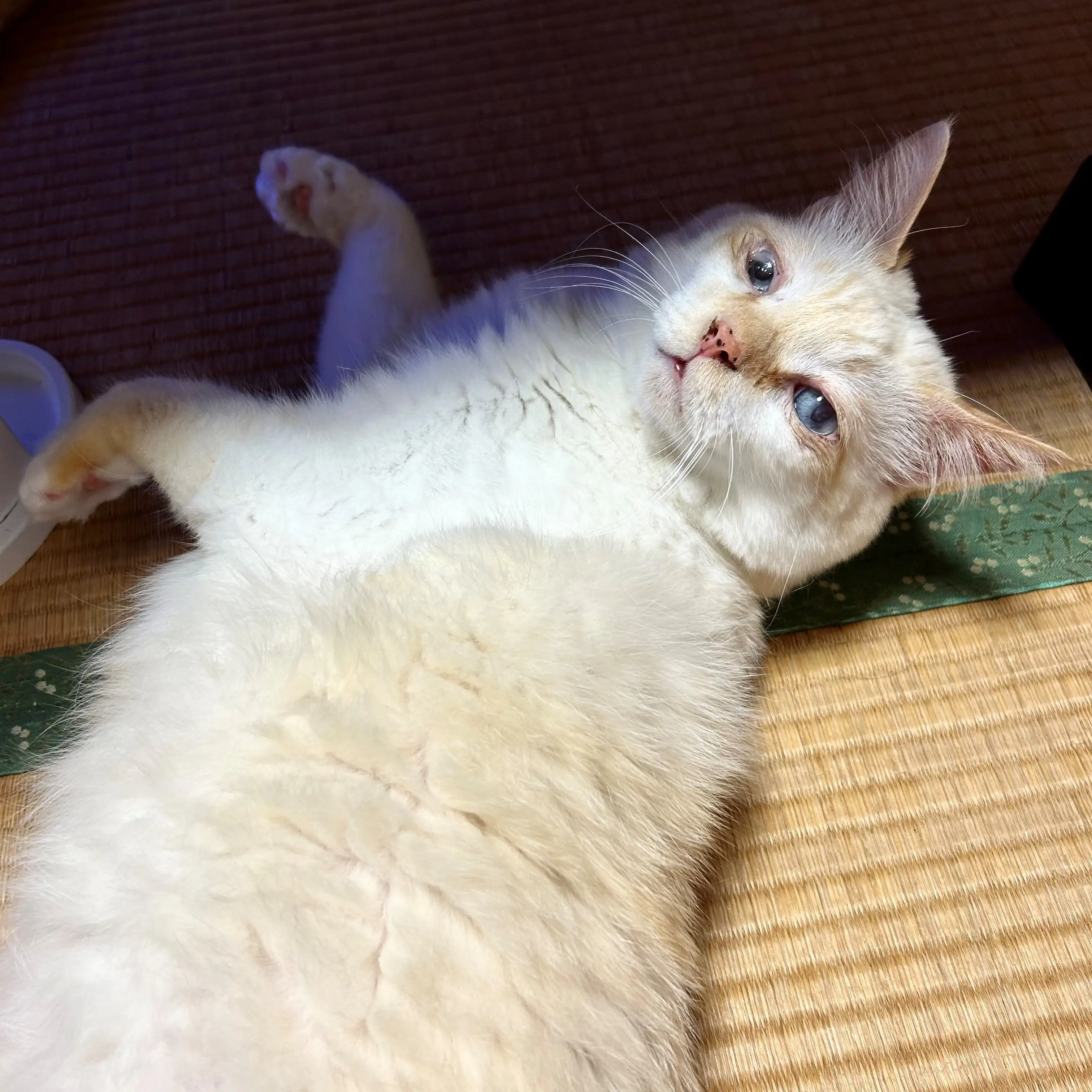 「シャフ度」を意識しすぎるネコ　　にゃーさん