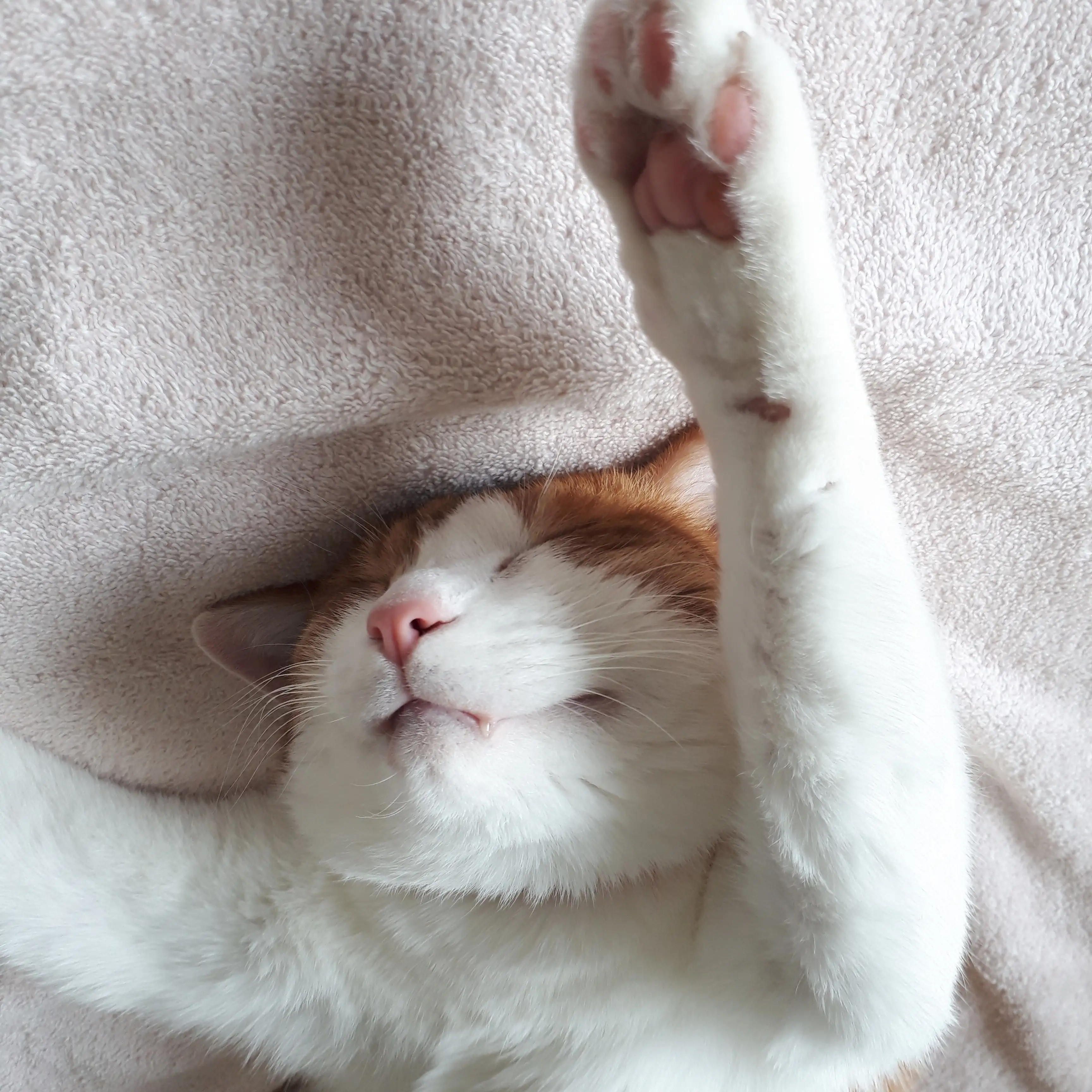 バンザイしたまま良い眠りにつきすぎるネコ　　レイラさん