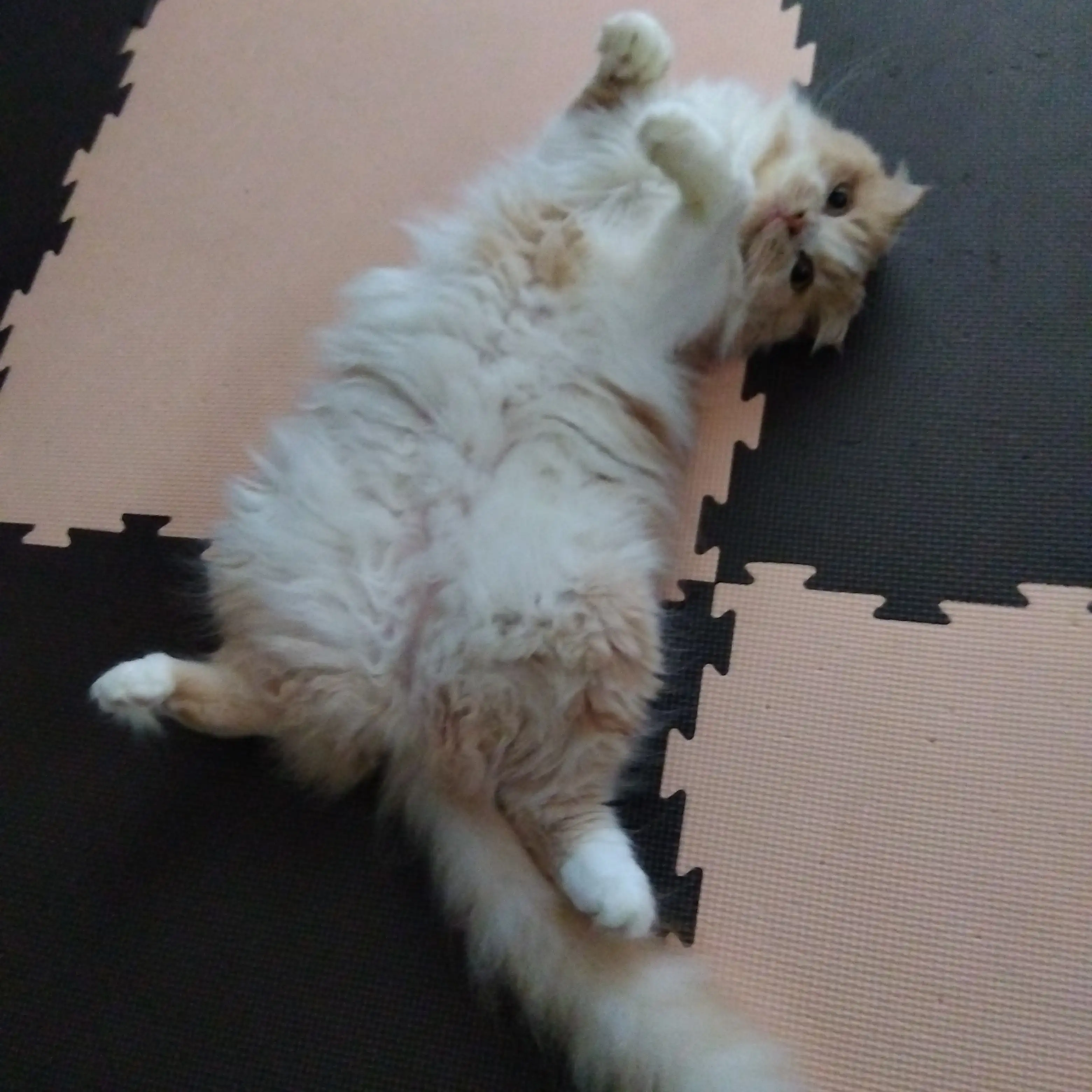 もふもふすぎるネコ　　あっこさん