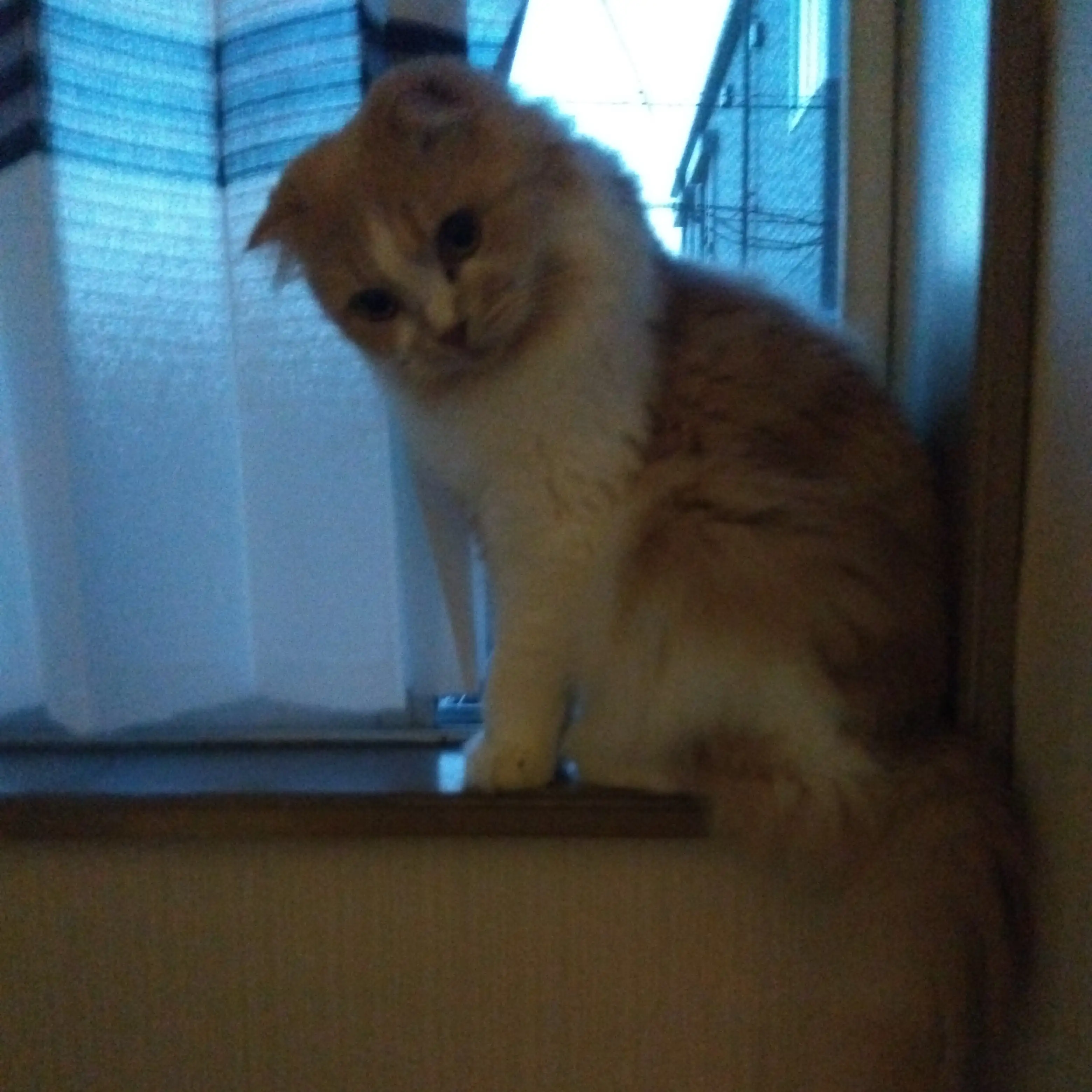 あれれ？すぎるネコ　　あっこさん