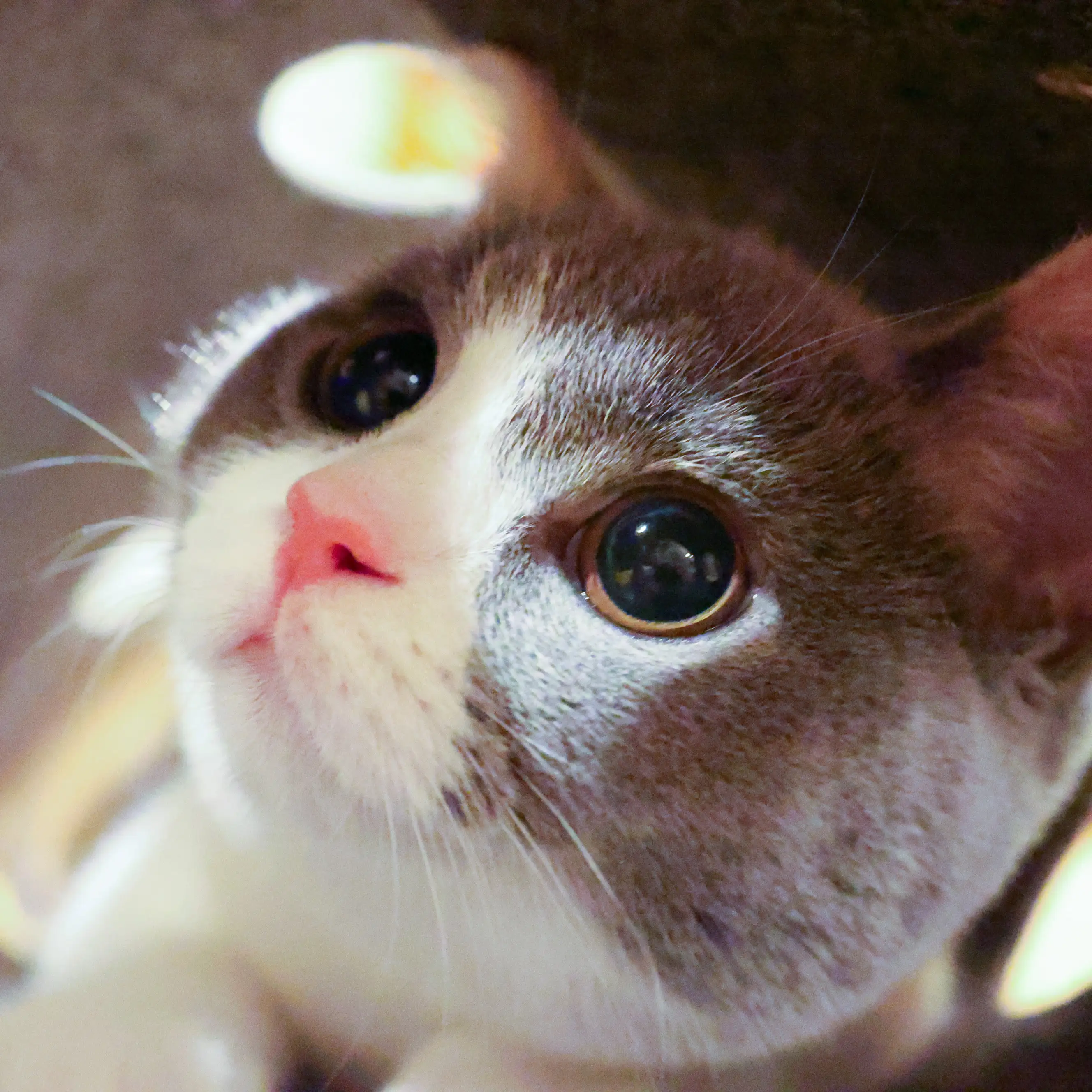まん丸なお顔すぎるネコ　　もこの日常さん