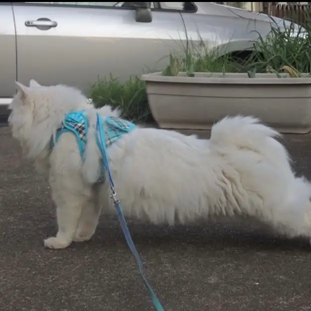 犬っぽすぎるネコ　　ニックネームはみーさん