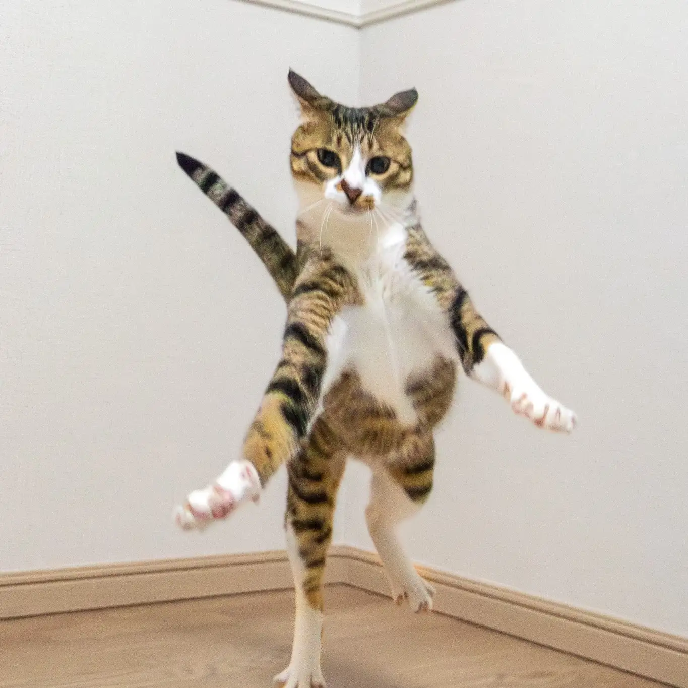 命っ！すぎるネコ　　nyansphotoさん