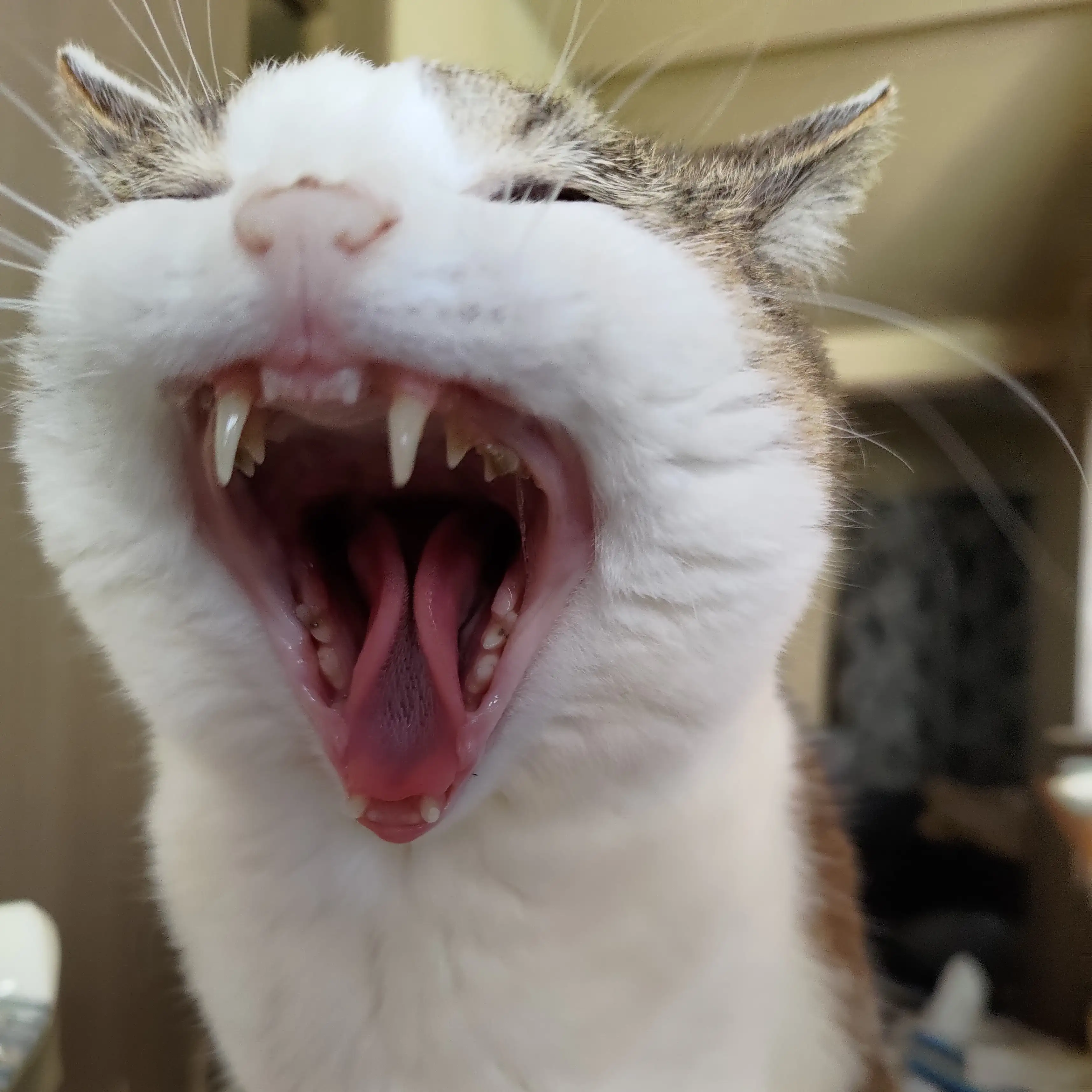 眠たすぎるネコ　　じょぜたんさん