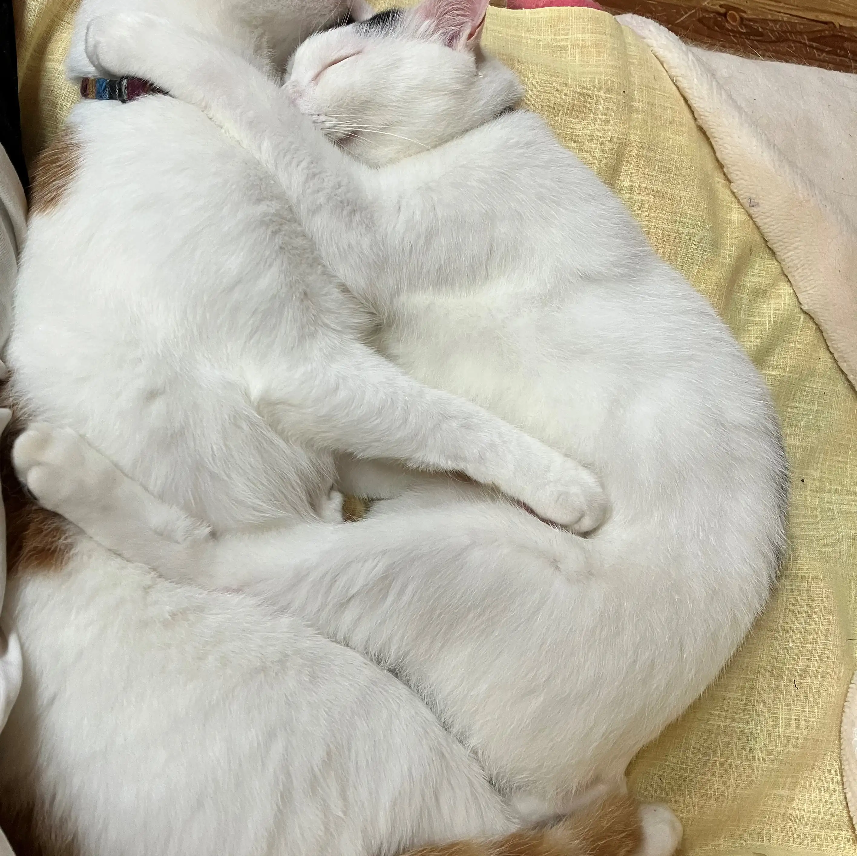 兄弟なのに親子のような寝姿に見えすぎるネコ　　もも＆ゆずさん