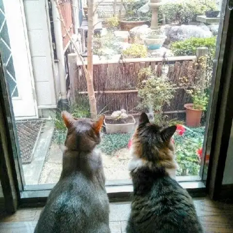 なかよしすぎるネコ　　とんちゃんさん