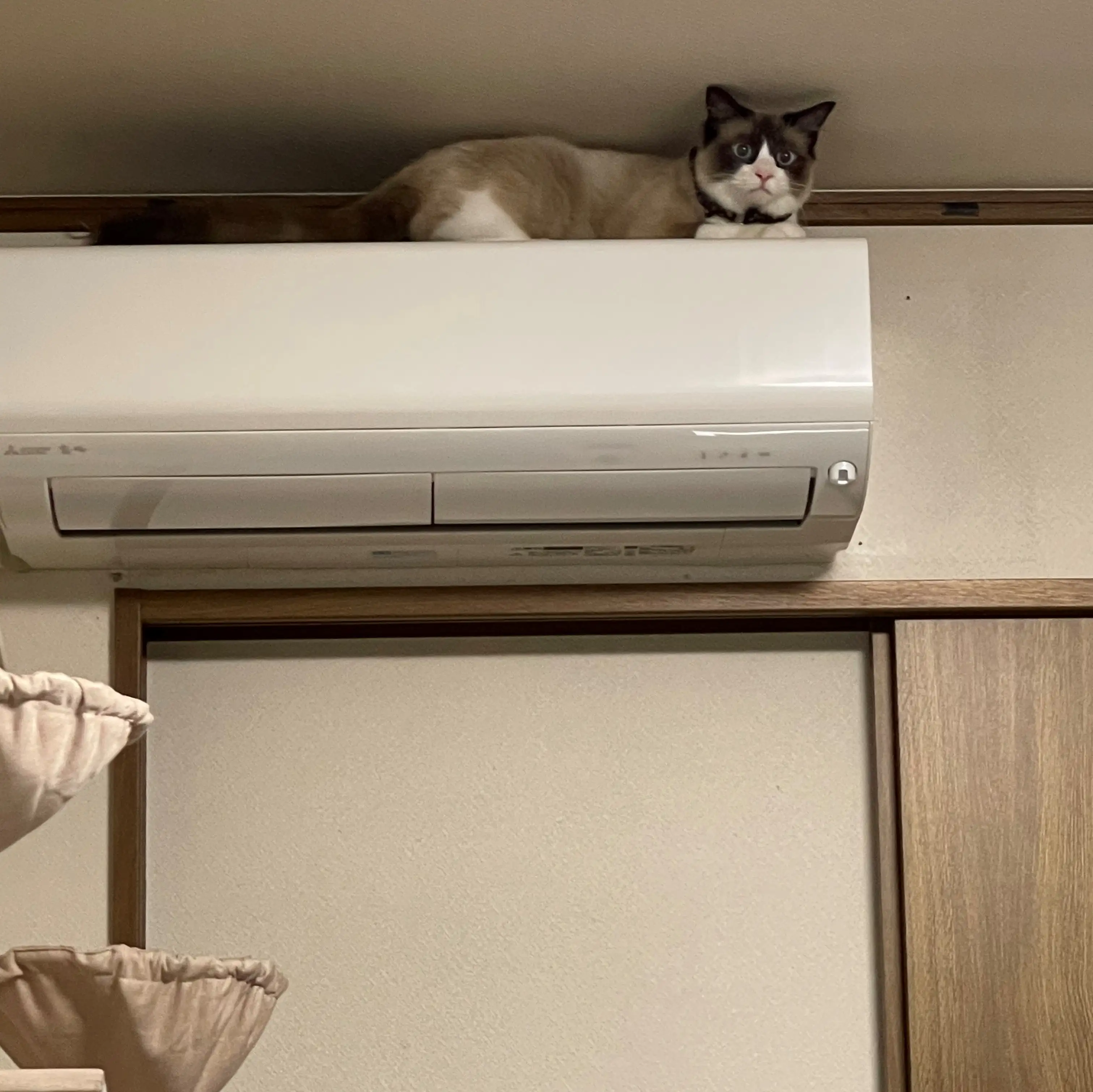 高みの見物すぎるネコ　　リンママさん
