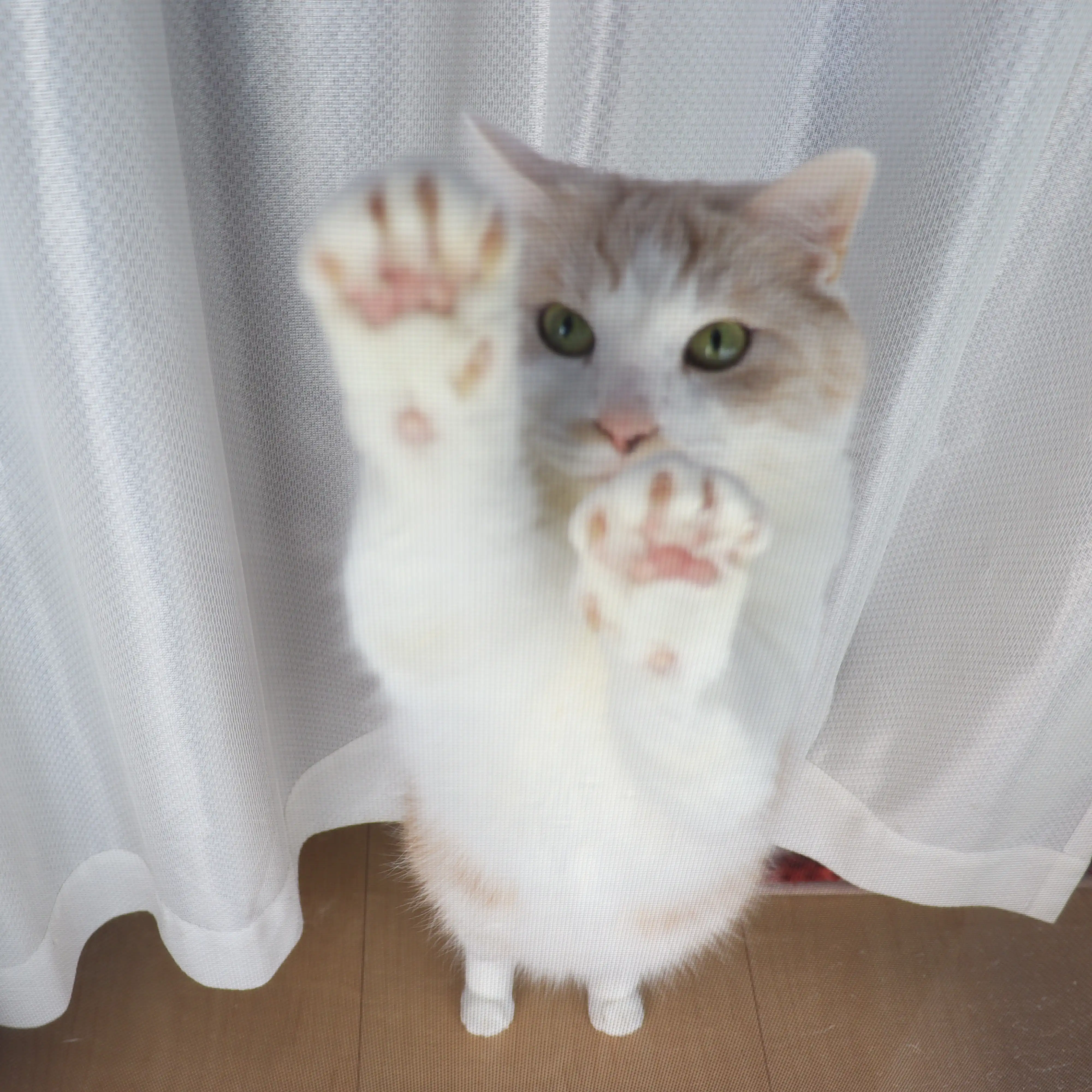 体のバランスが悪すぎるネコ　　クゥちゃんのおかんさん