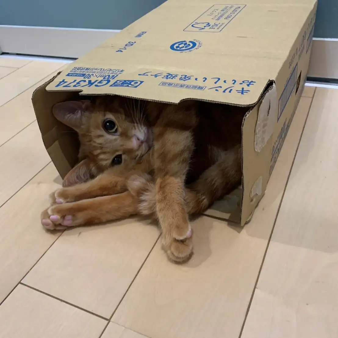 コンパクトに折りたたみすぎるネコ　　はちさん