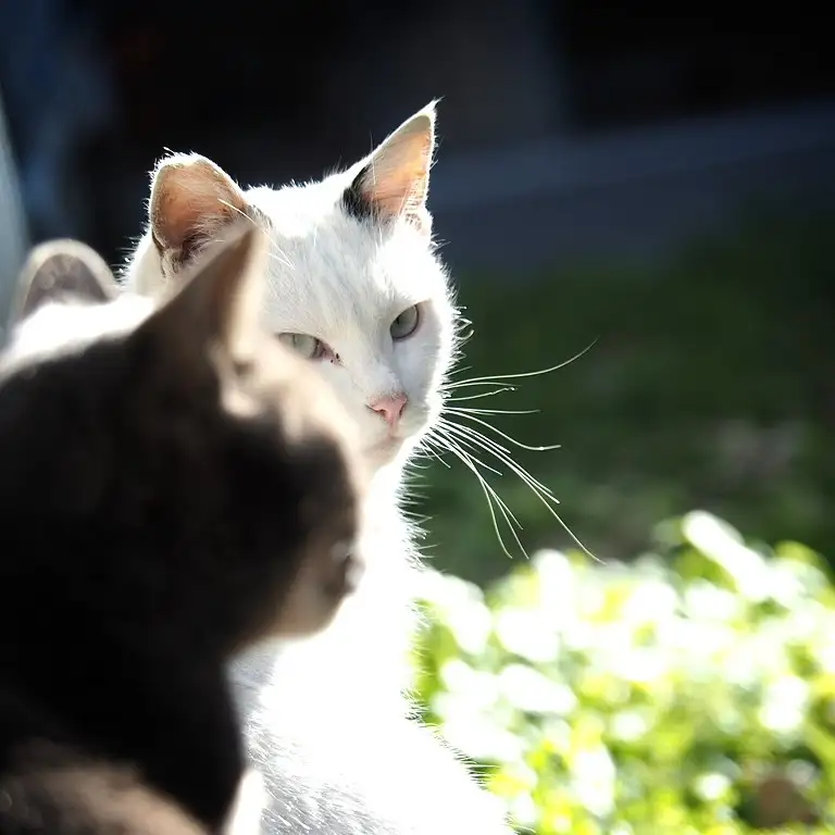 「暑いね」すぎるネコ　　黒猫カレンさん