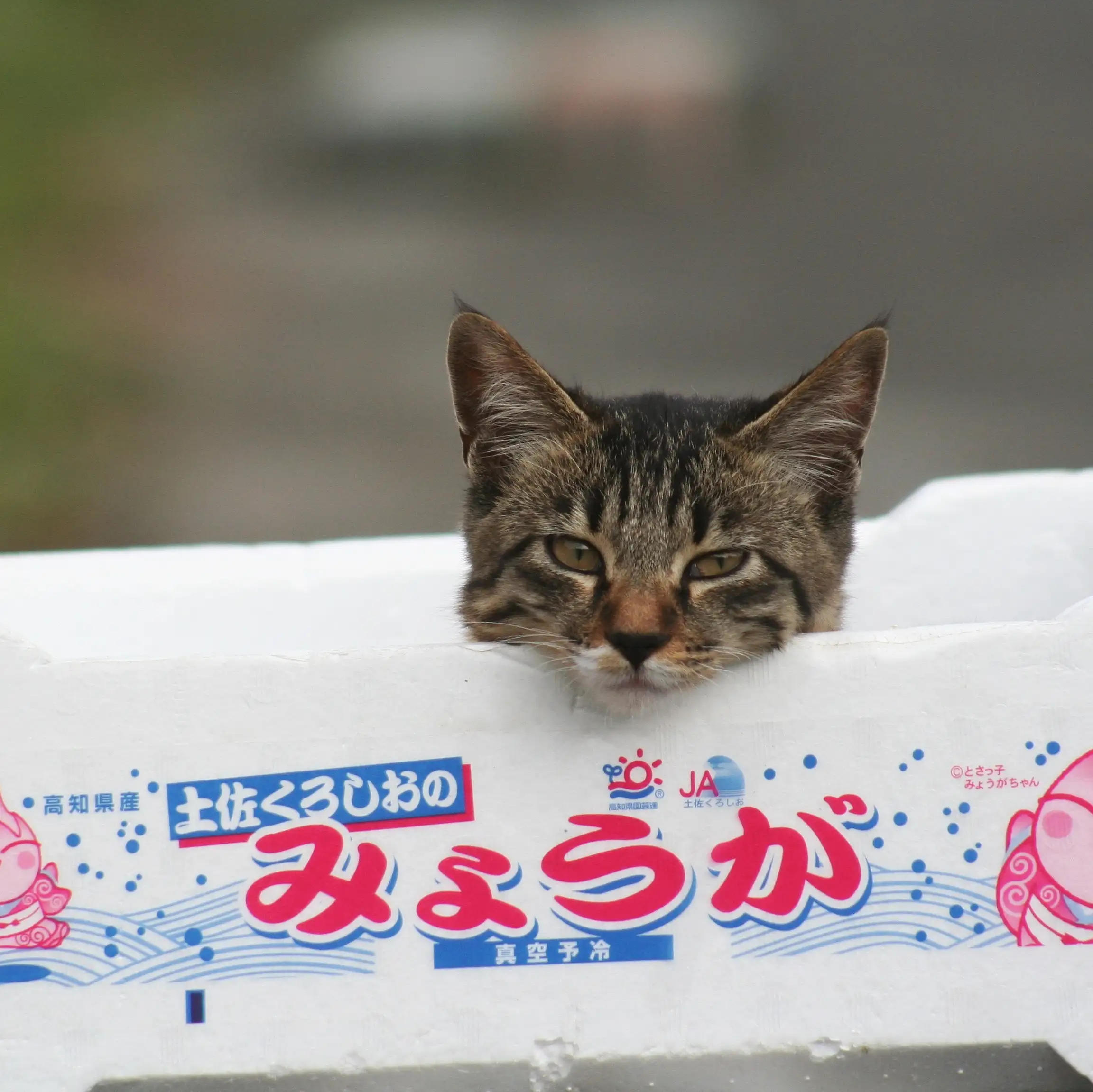 みょうがすぎるネコ　　おいにゃんさん