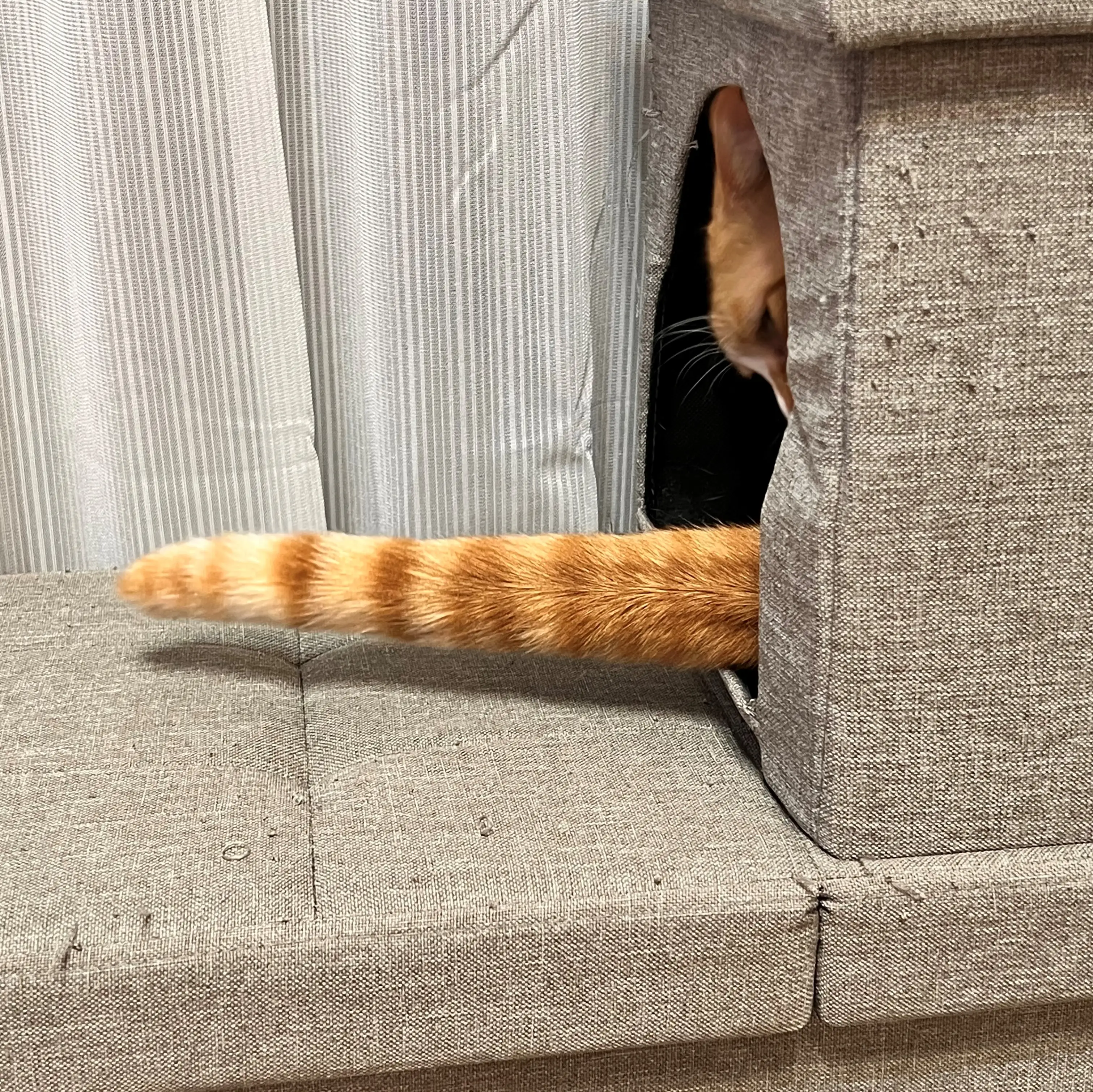 しっぽ鍛えすぎるネコ　　ちーはらさん