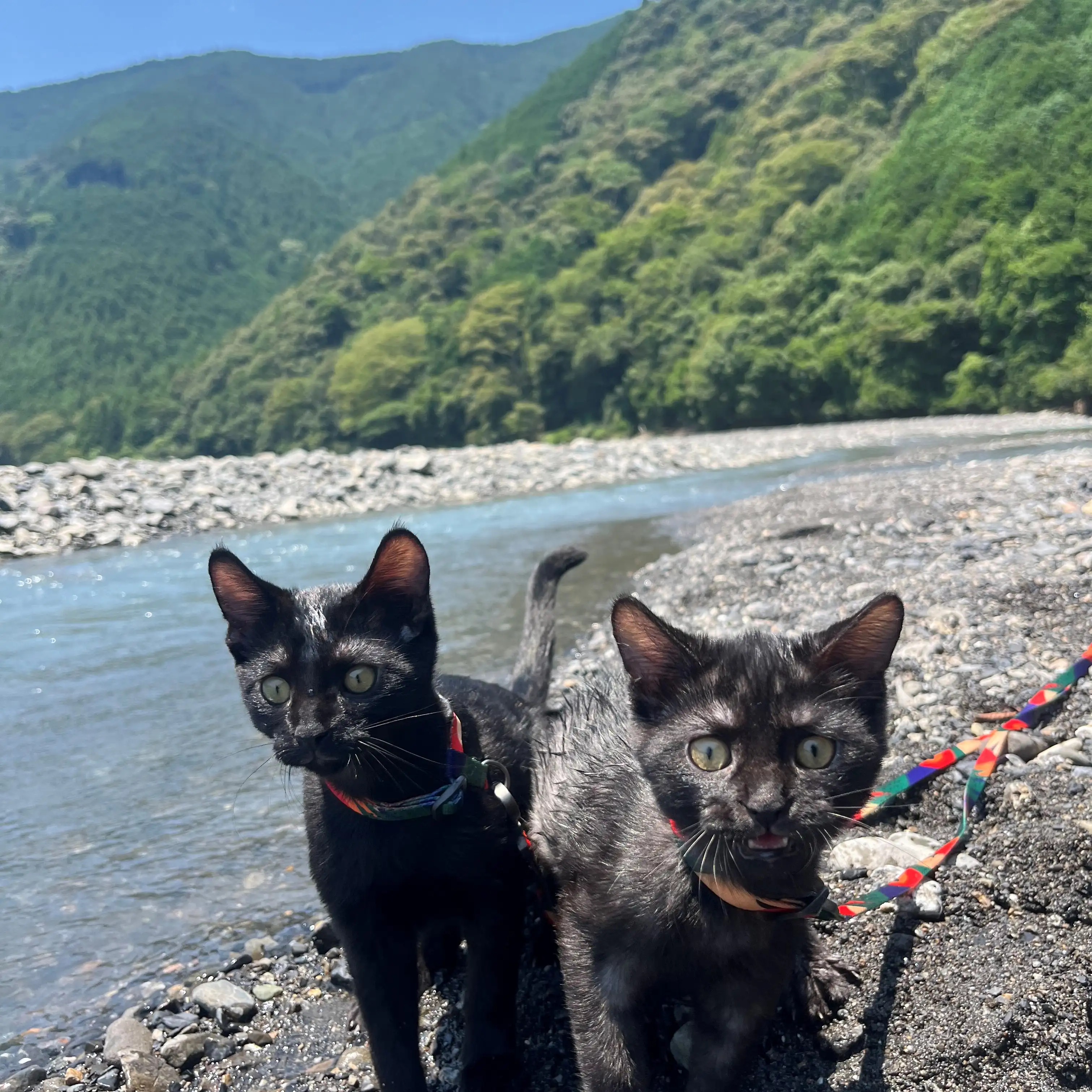 夏満喫すぎるネコ　　nobicoさん