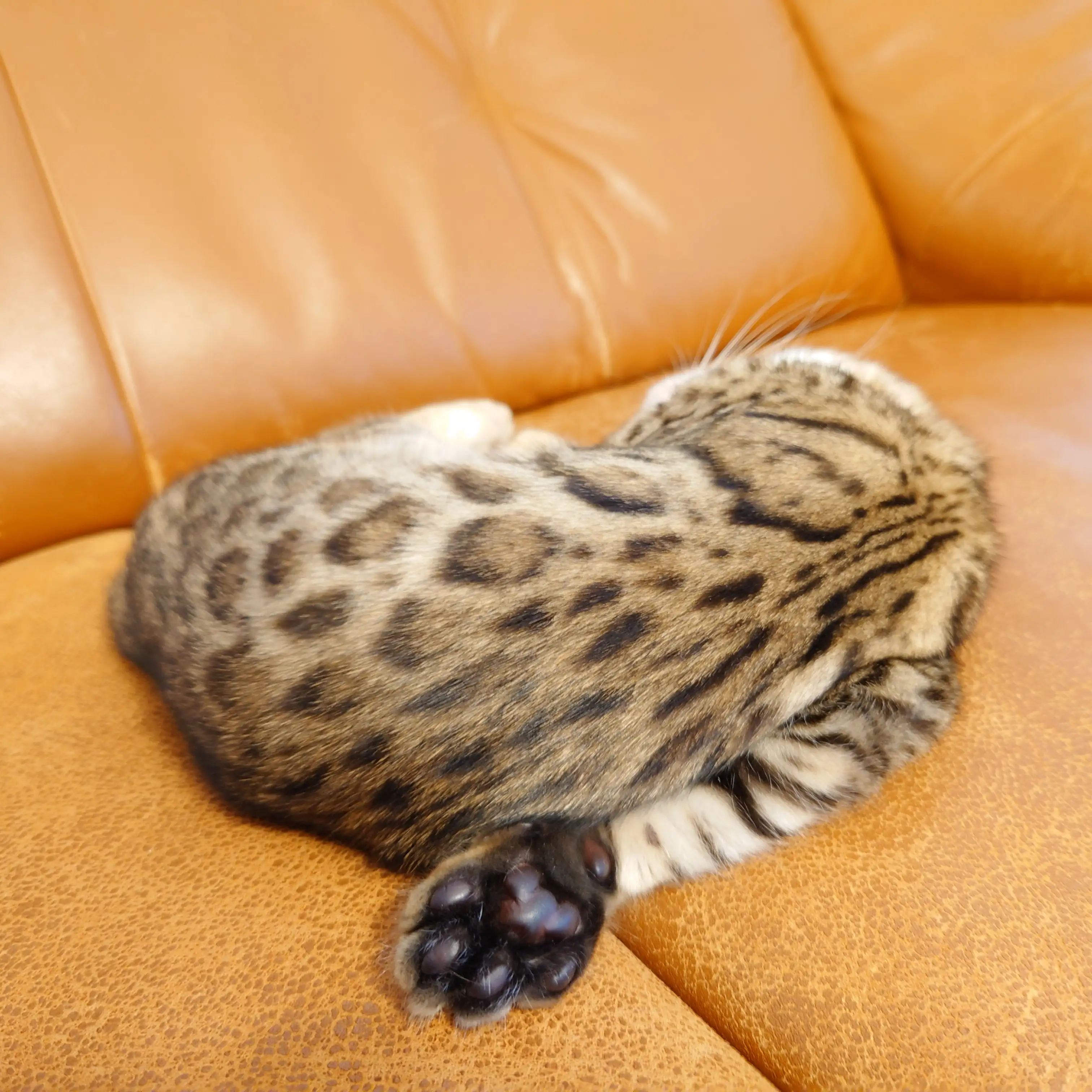 足がねじれすぎるネコ　　もかこさん