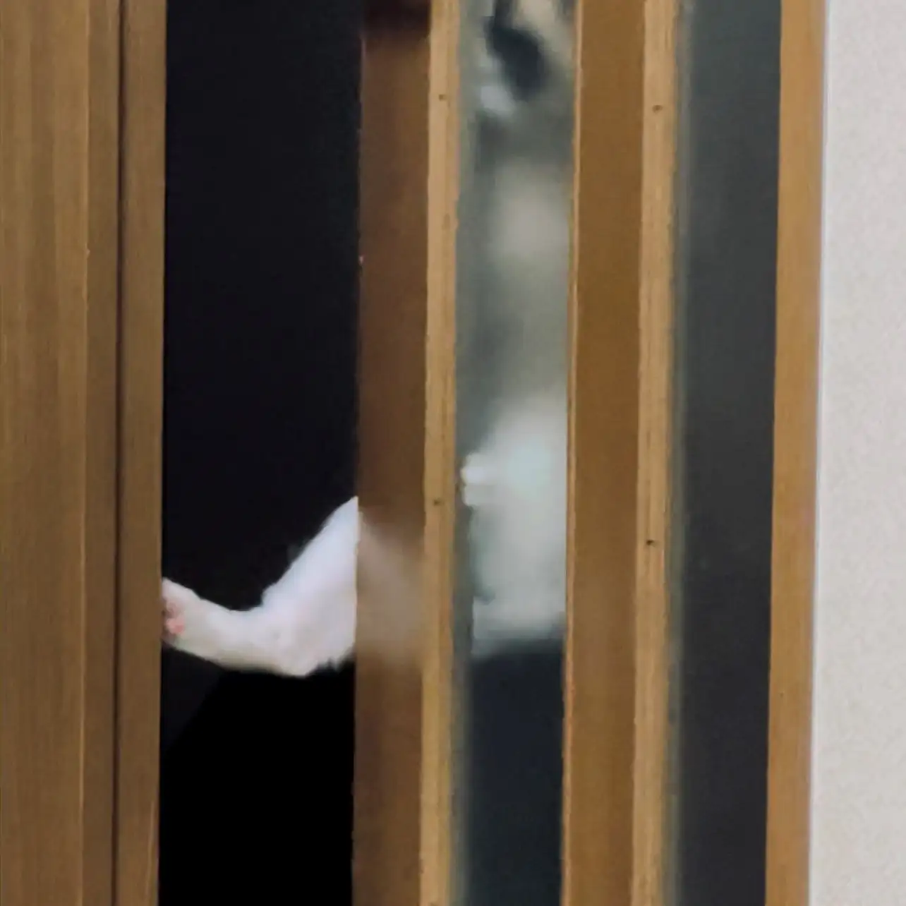 右足使いが上手すぎるネコ　　リンママさん