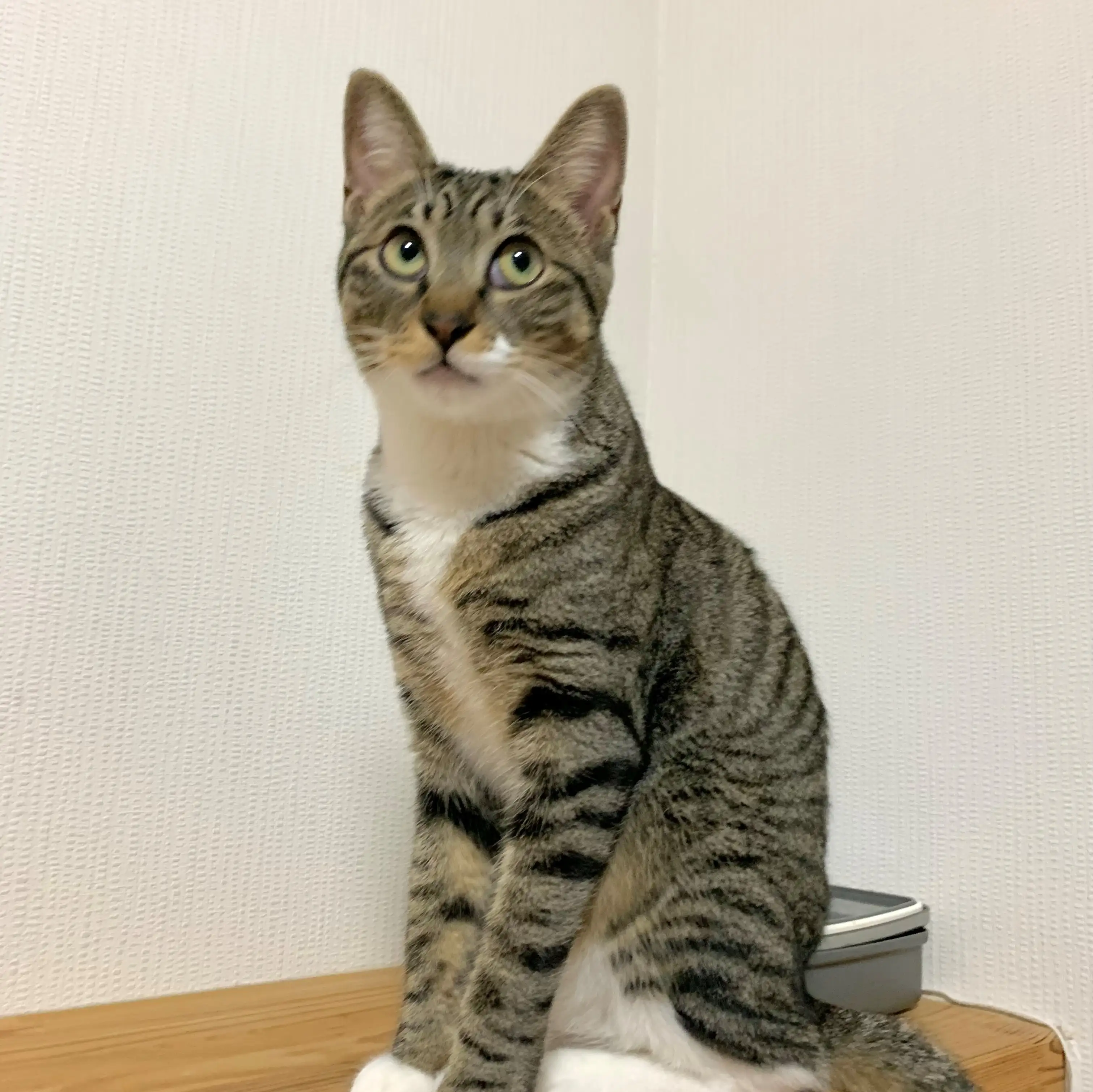 しらばっくれすぎるネコ　　まるにゃんさん