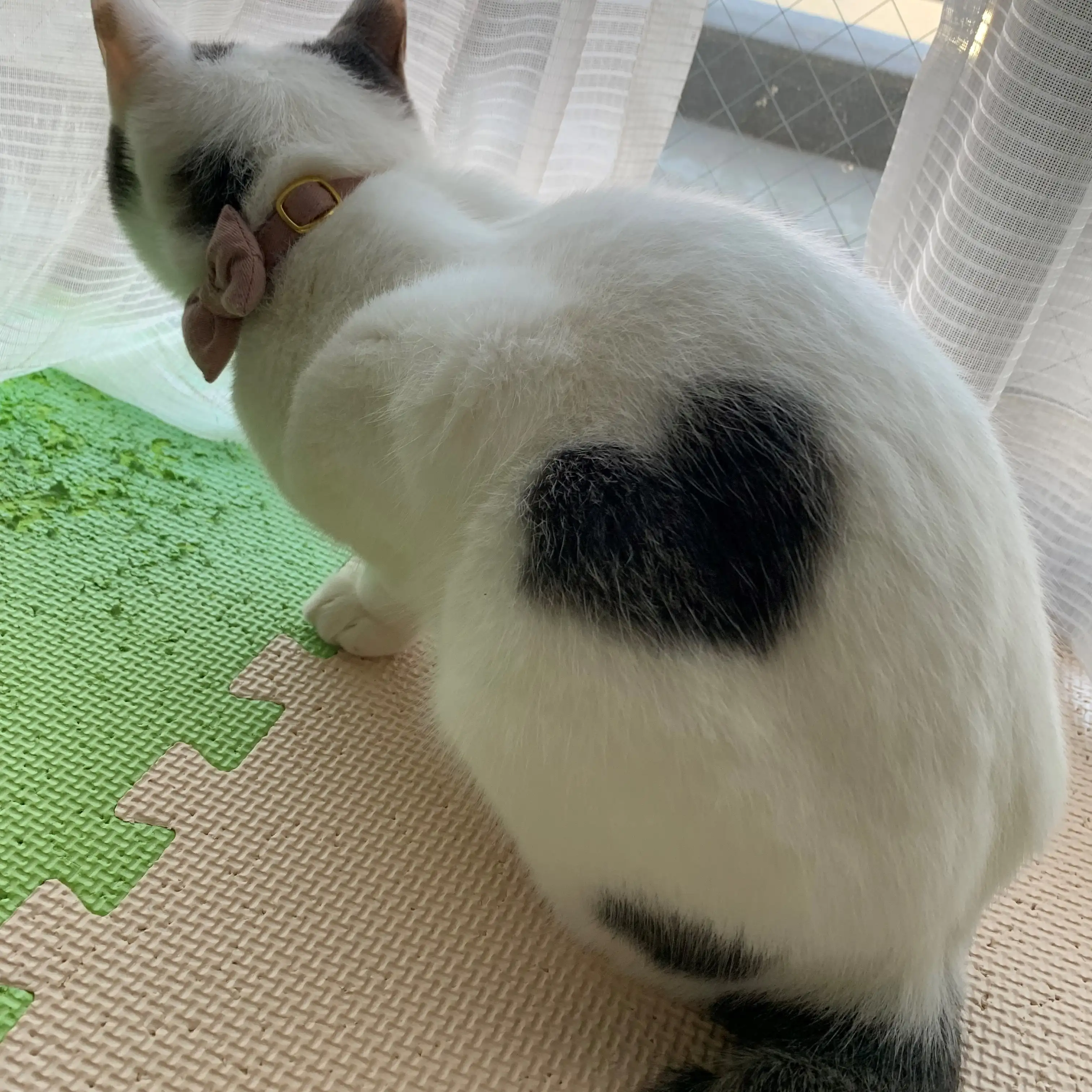 キュンが一瞬すぎるネコ　　うめちゃんさん