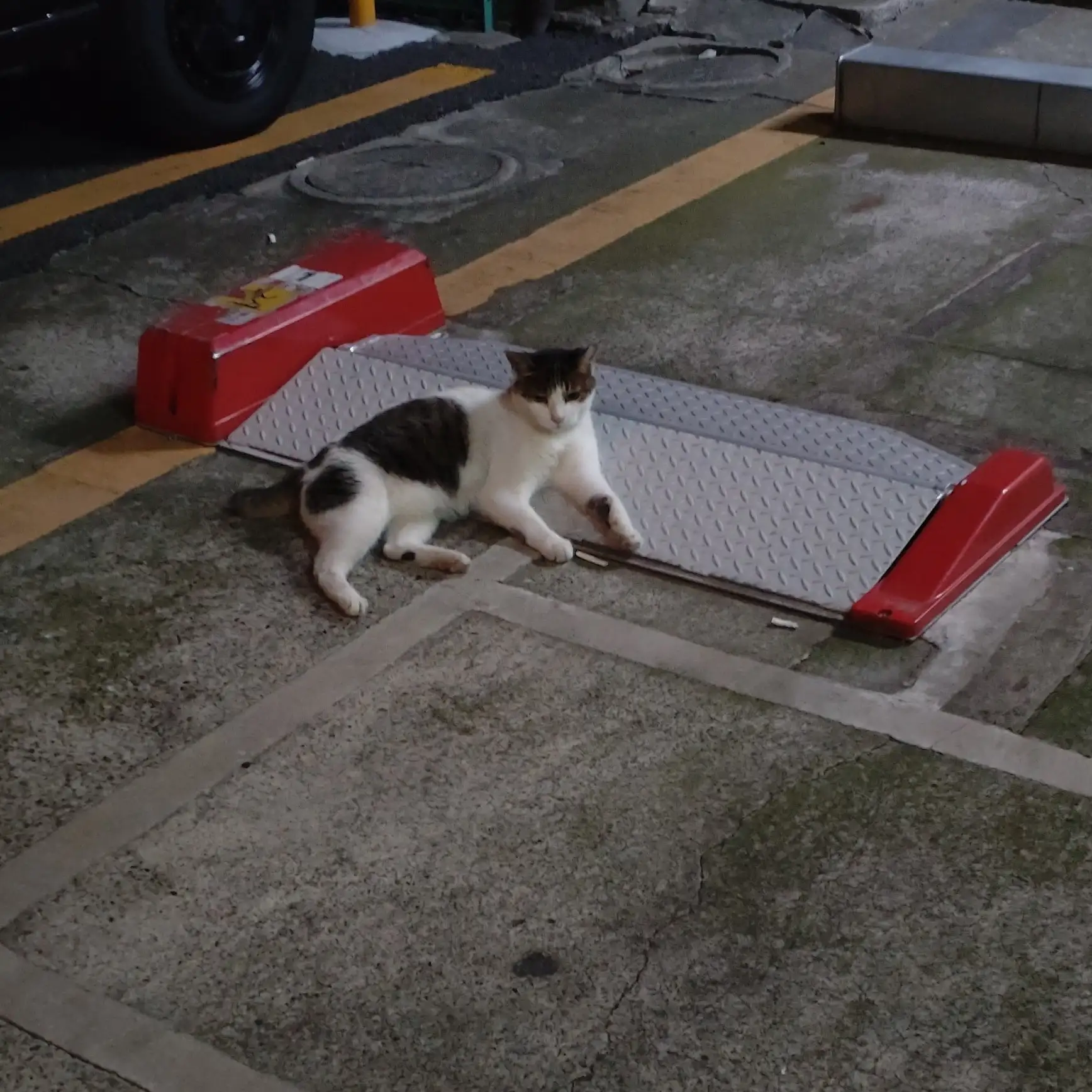 寛ぎかたが王族すぎるネコ　　あやぞうさん