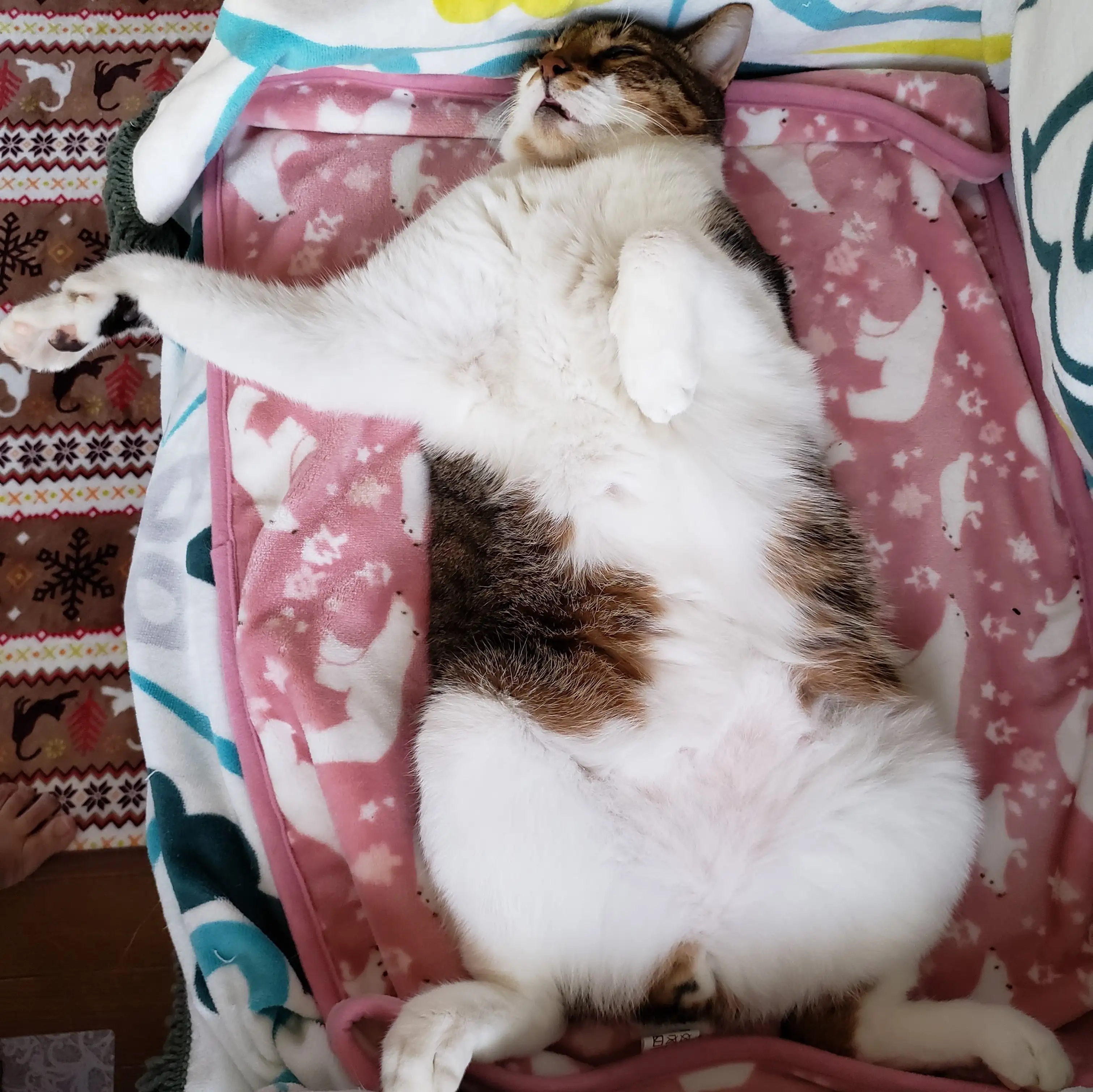はしたなすぎるネコ　　ちぃさん