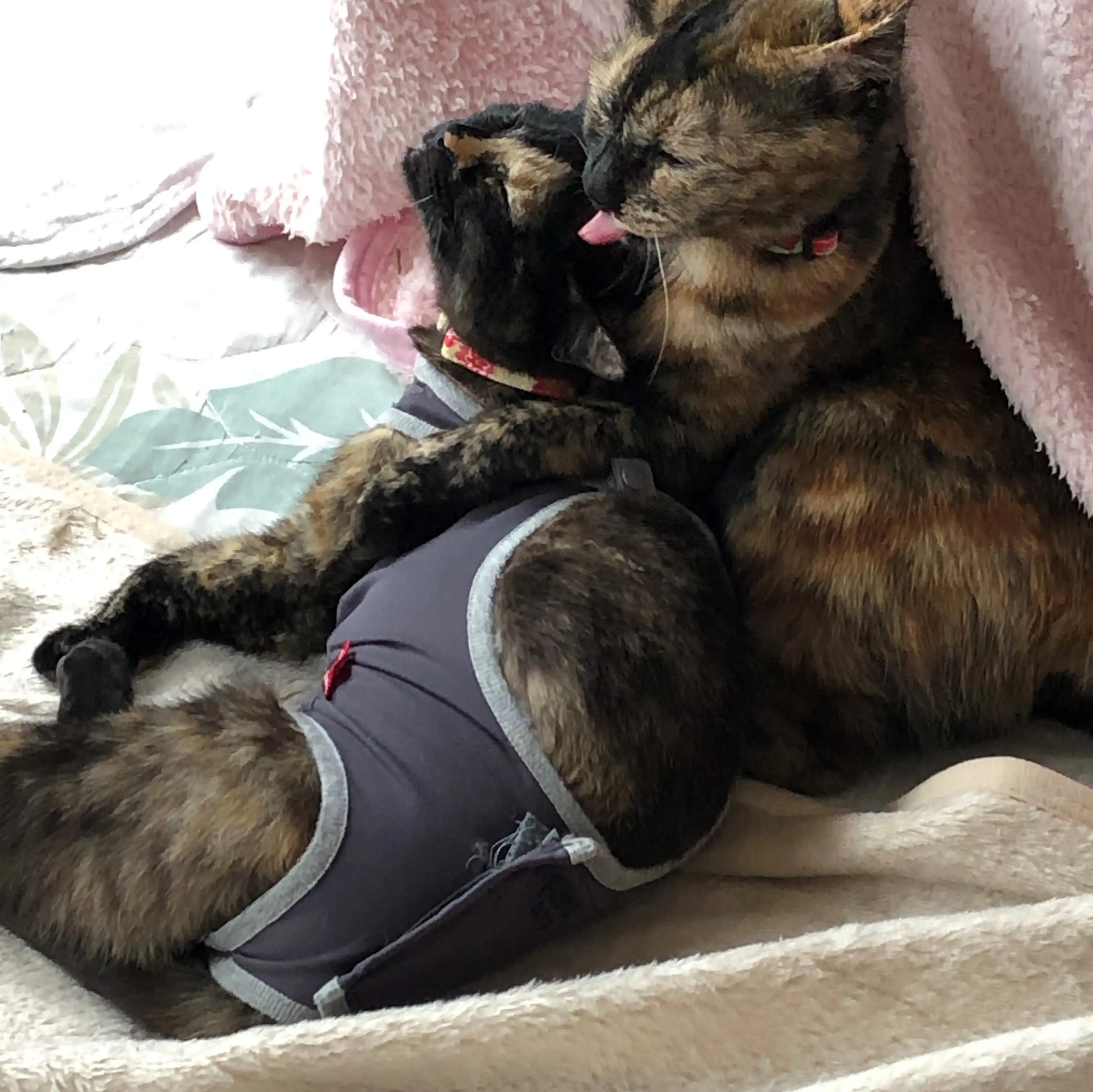 他人（猫）なのに?母性に溢れすぎるネコ　　家のにゃんLOVE?さん