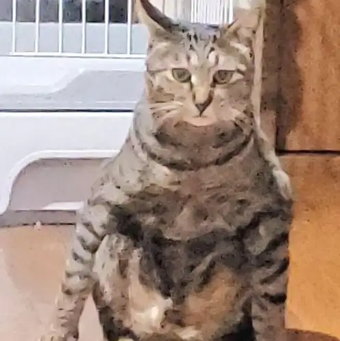 強者感すぎるネコ　　ゆずわささん