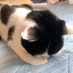 かくれんぼが下手すぎるネコ　　東　くにこさん