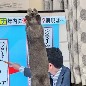 テレビと背比べしたすぎるネコ　　りりんさん