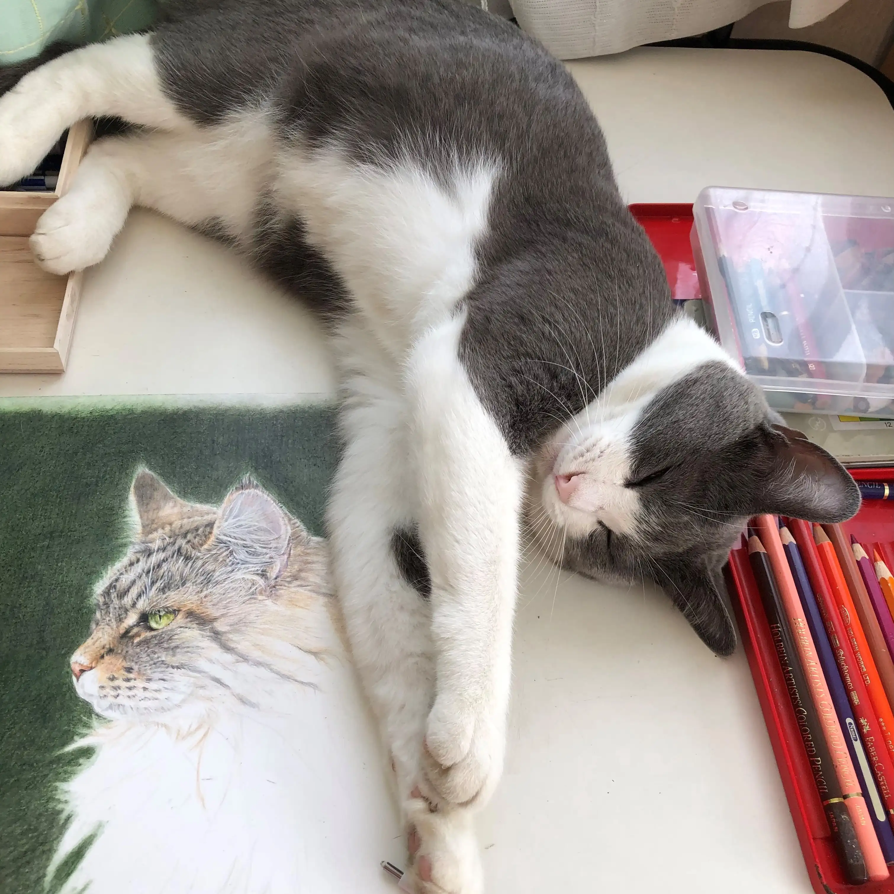 邪魔すぎるネコ　　五徳猫さん