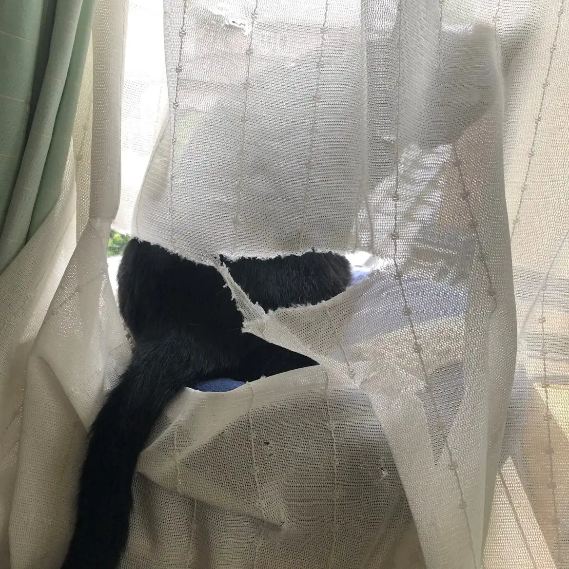 外が見たすぎるネコ　　五徳猫さん