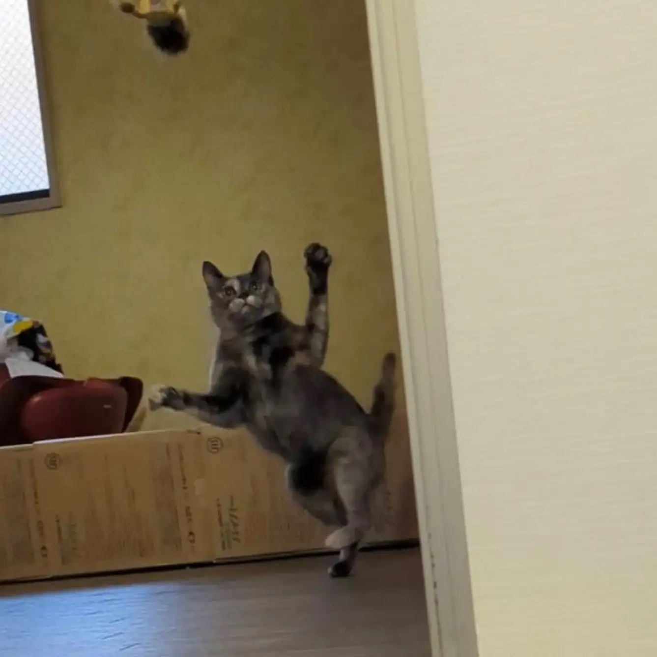 ぬいぐるみ高くなげすぎるネコ　　さびさんさん