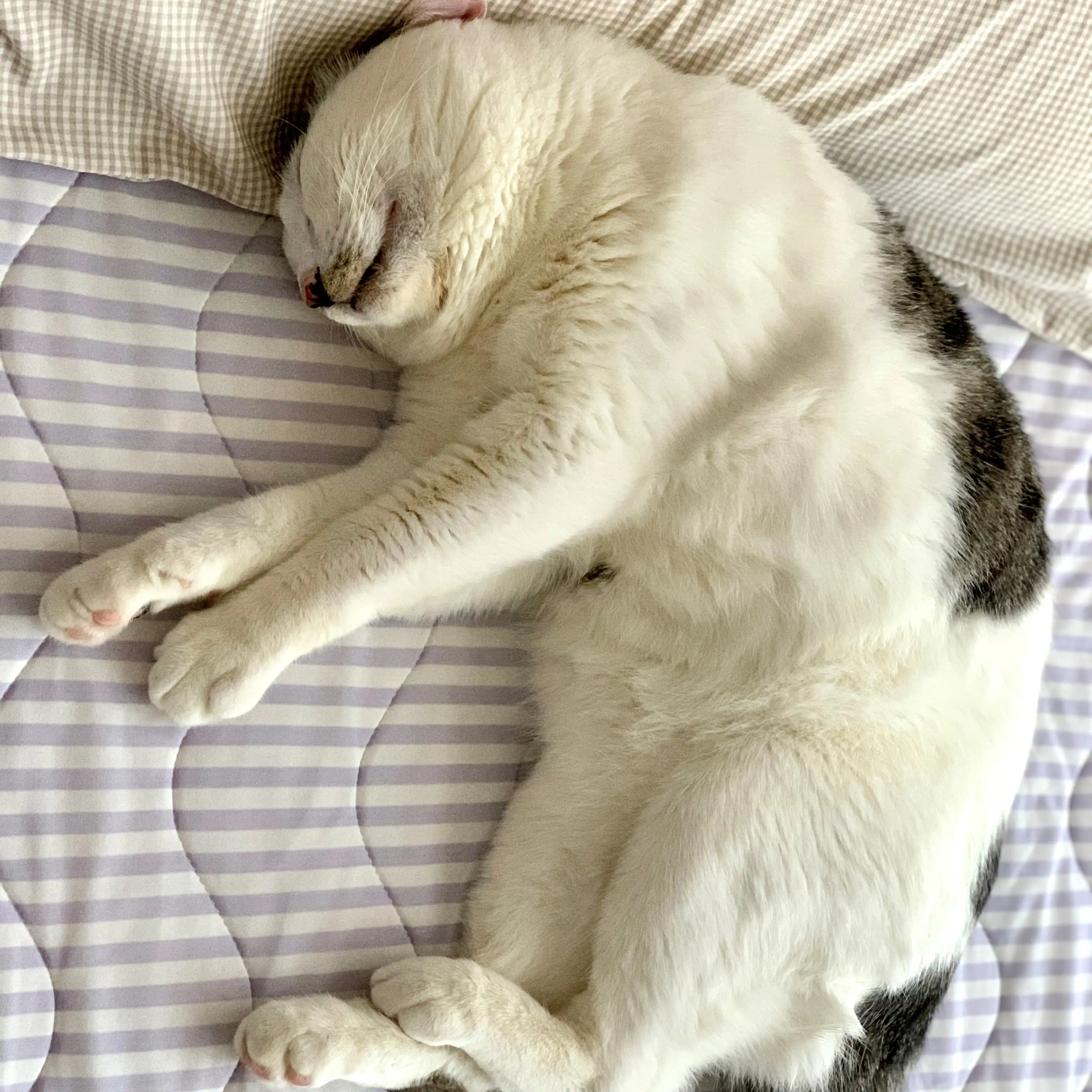 寝相が私と同じすぎるネコ　　マミさん