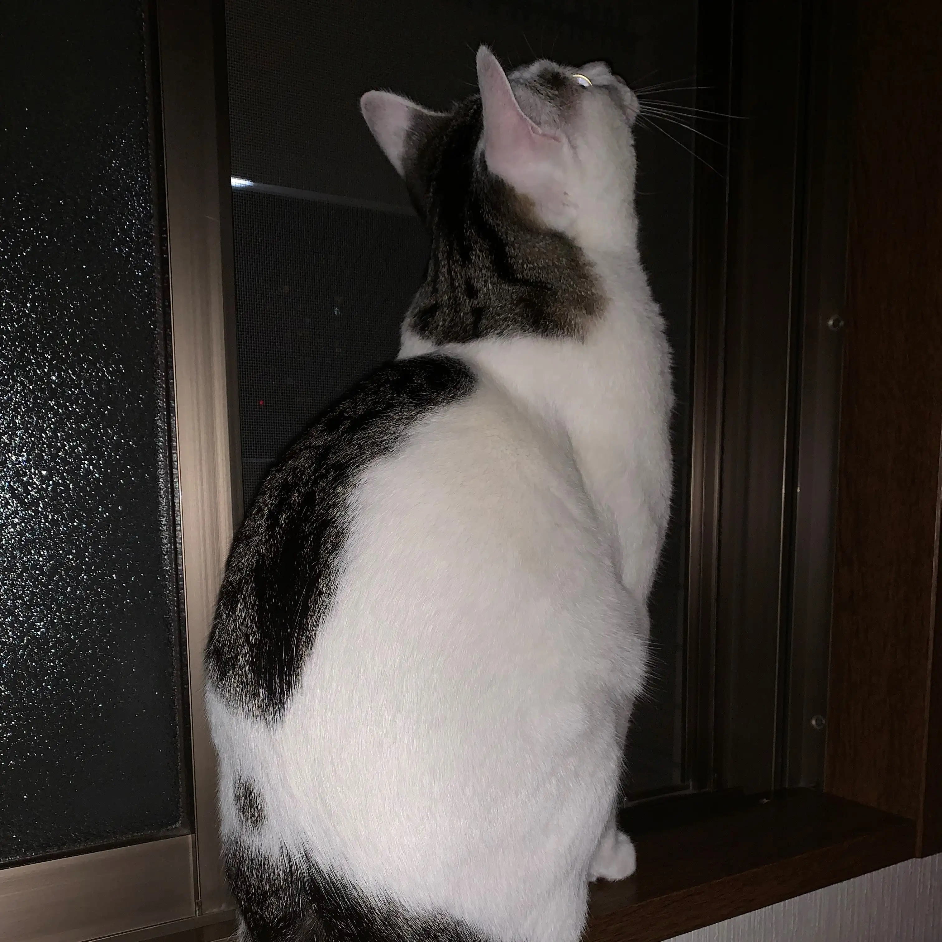 ニャルソックすぎるネコ　　マミさん
