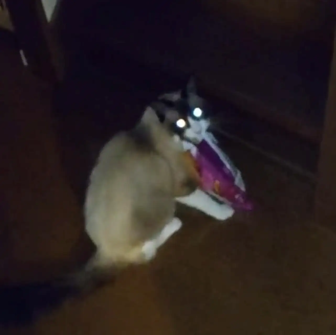 現行犯逮捕すぎるネコ　　リンツさん