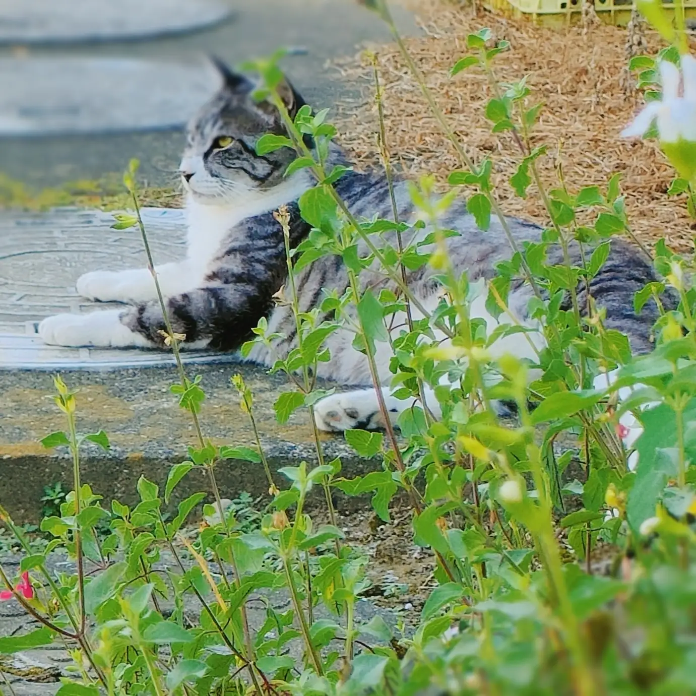 木陰を見つけるのが上手すぎるネコ　　ＮＯＮＮＯＮさん