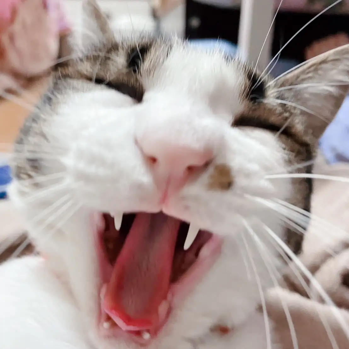 笑いすぎるネコ　　チコマカさん