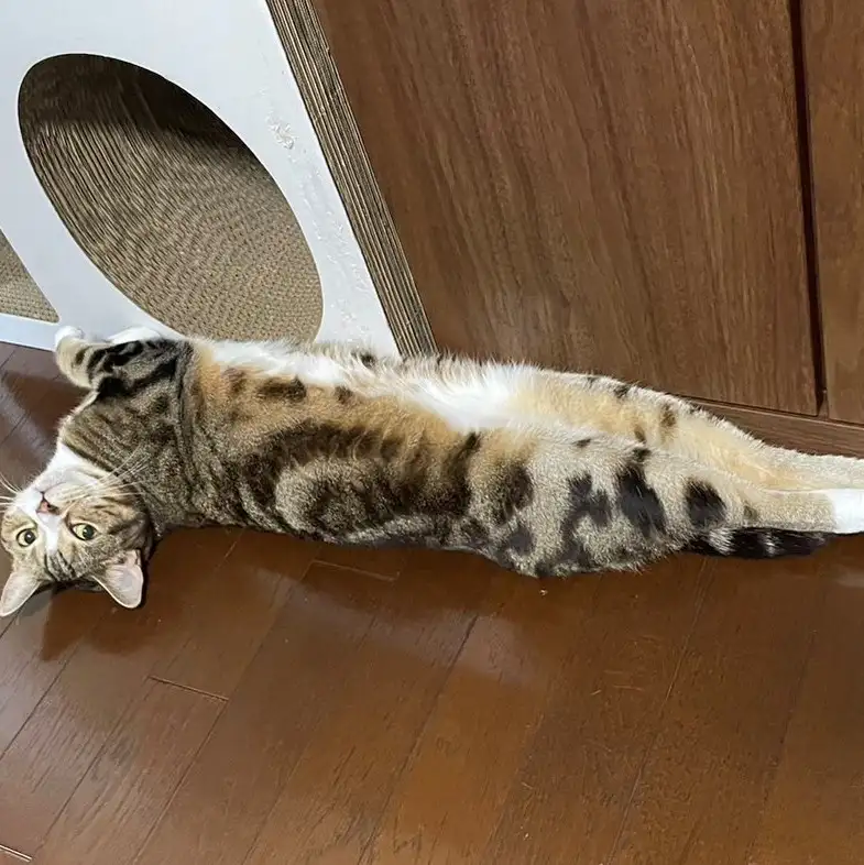 美味さにビックリしすぎるネコ　　しろちさん