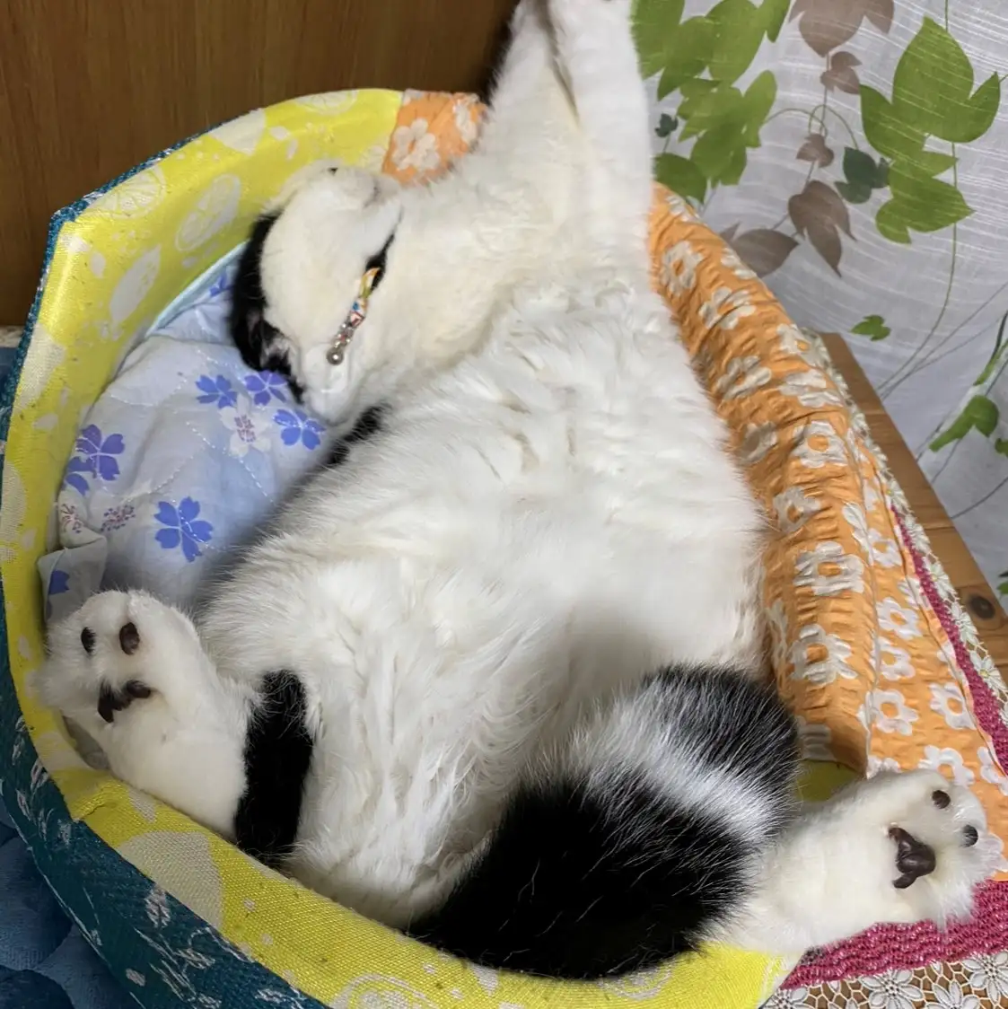 天に祈ります寝すぎるネコ　　ぱんだるさん