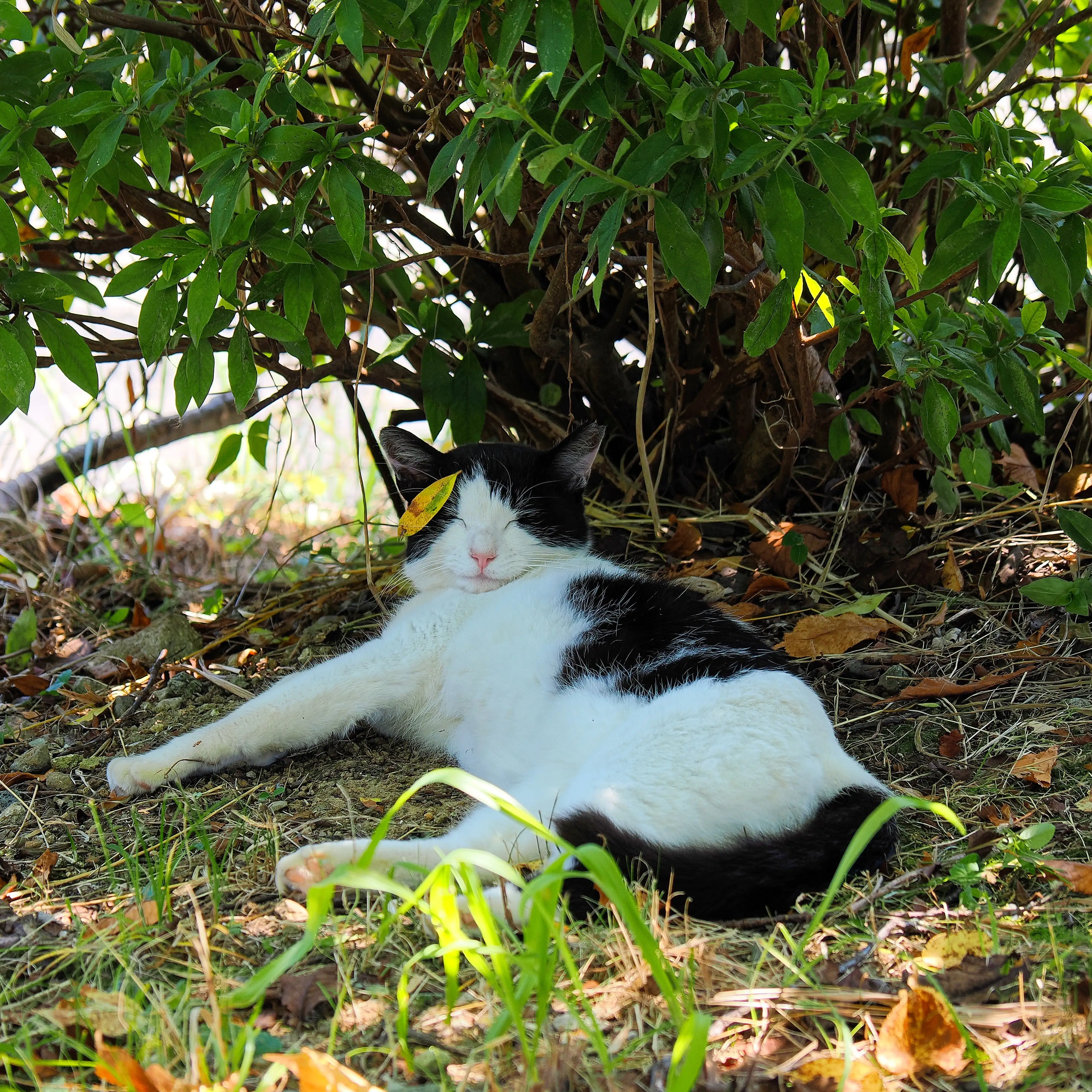 髪飾りがオシャレすぎるネコ　　ねこぬまかくさん