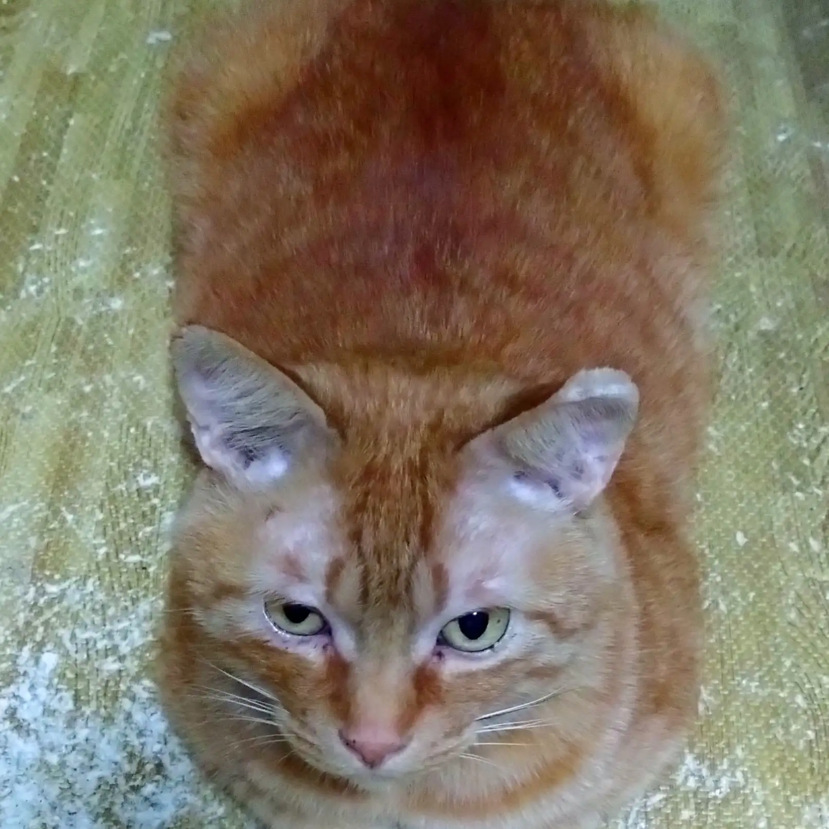 しっ、四角すぎるネコ　　茶トラ猫さん