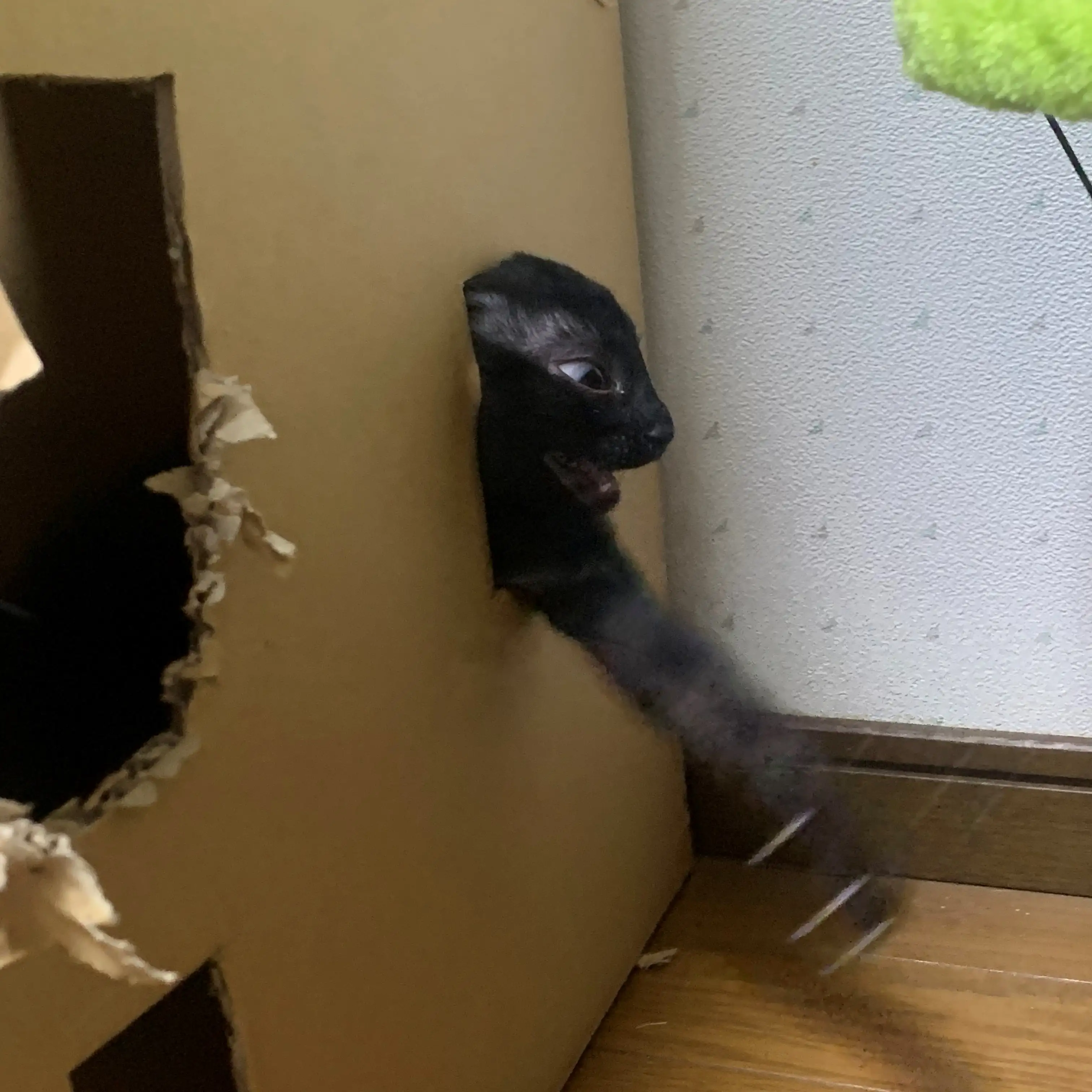 暴れすぎるネコ　　ハッチ&ルイさん