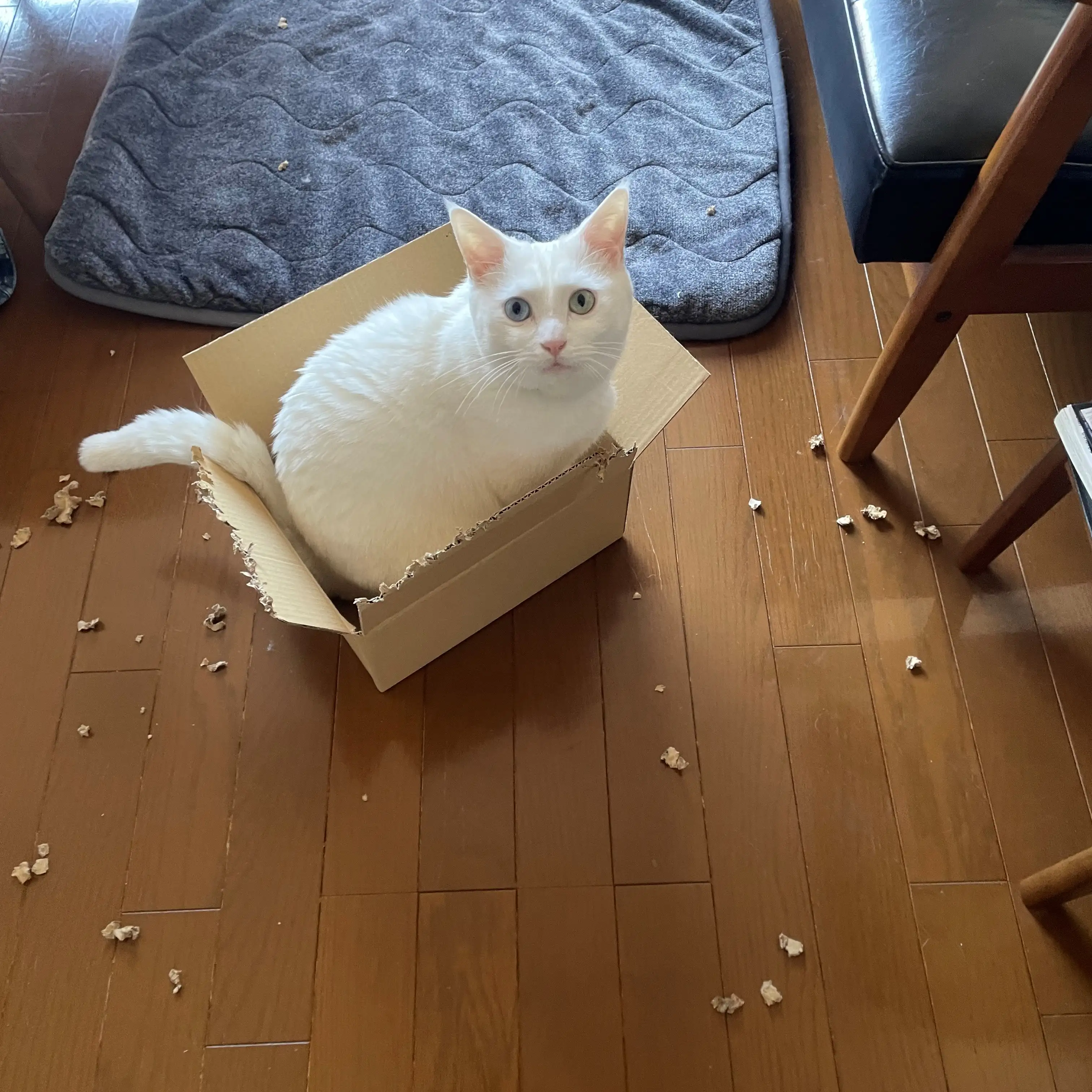 段ボールちぎりすぎるネコ　　こたママさん
